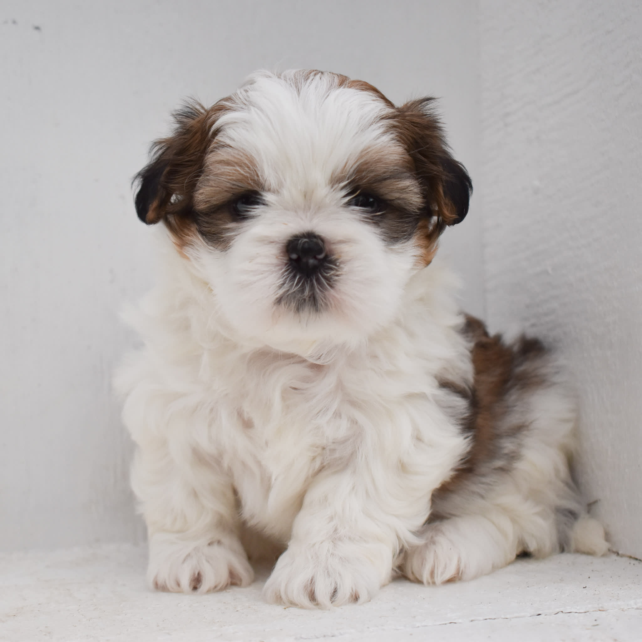puppy