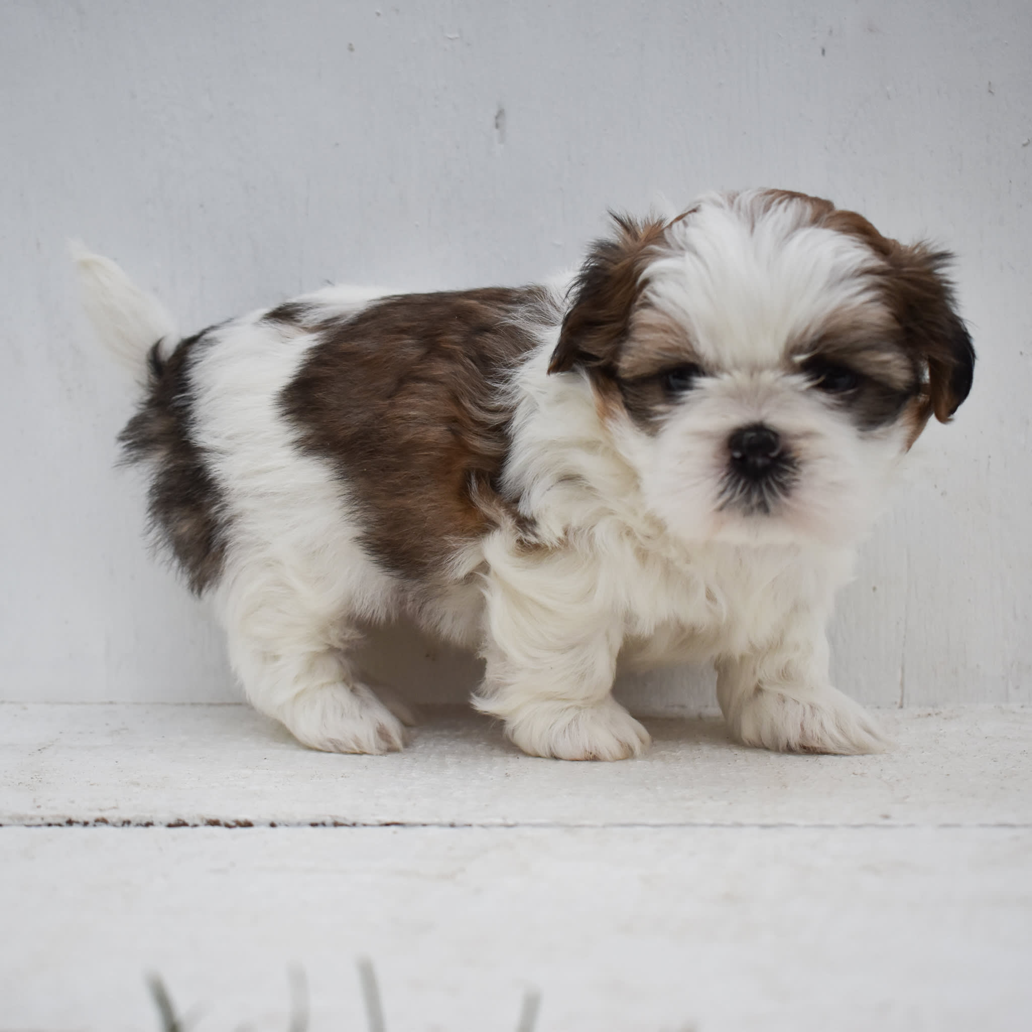 puppy