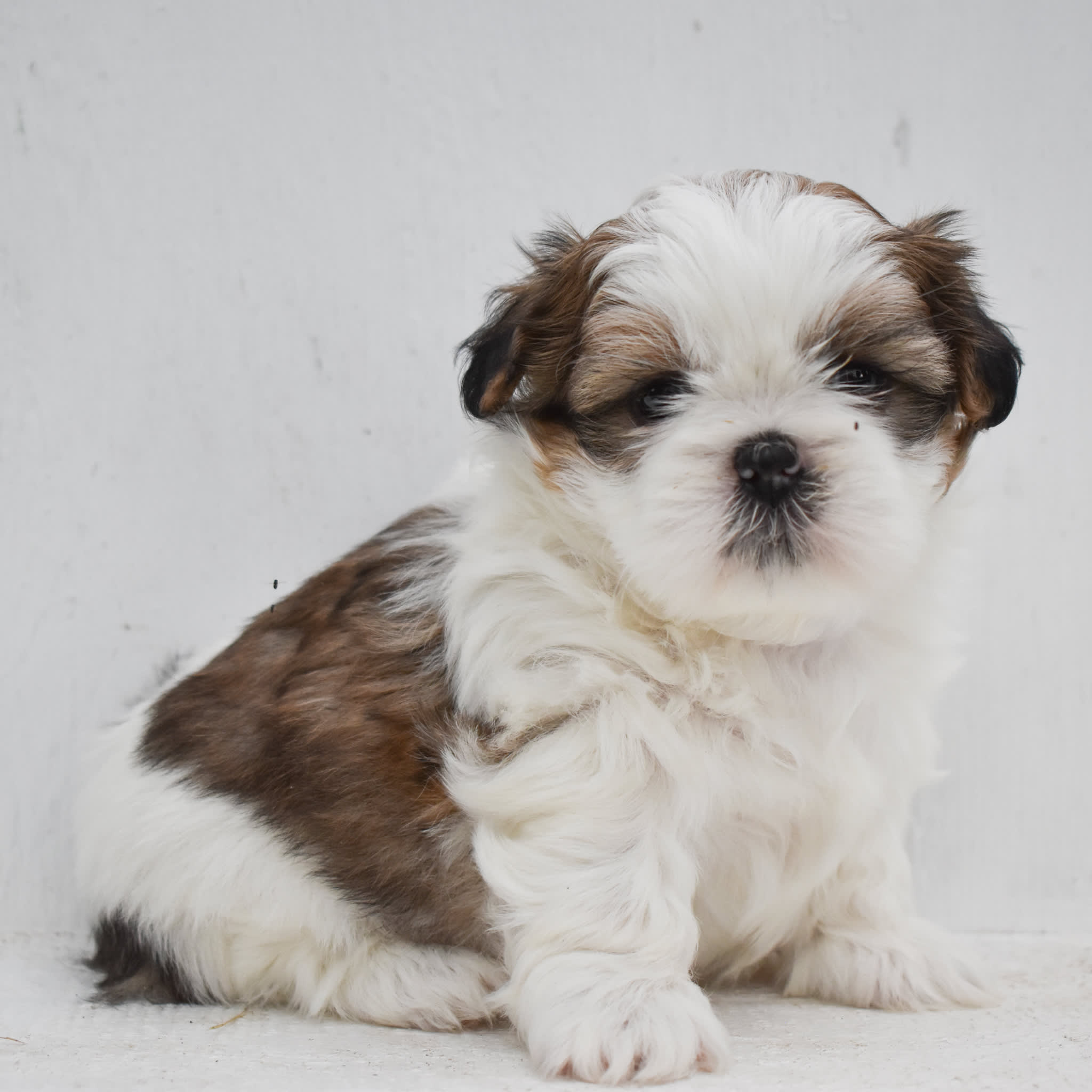 puppy