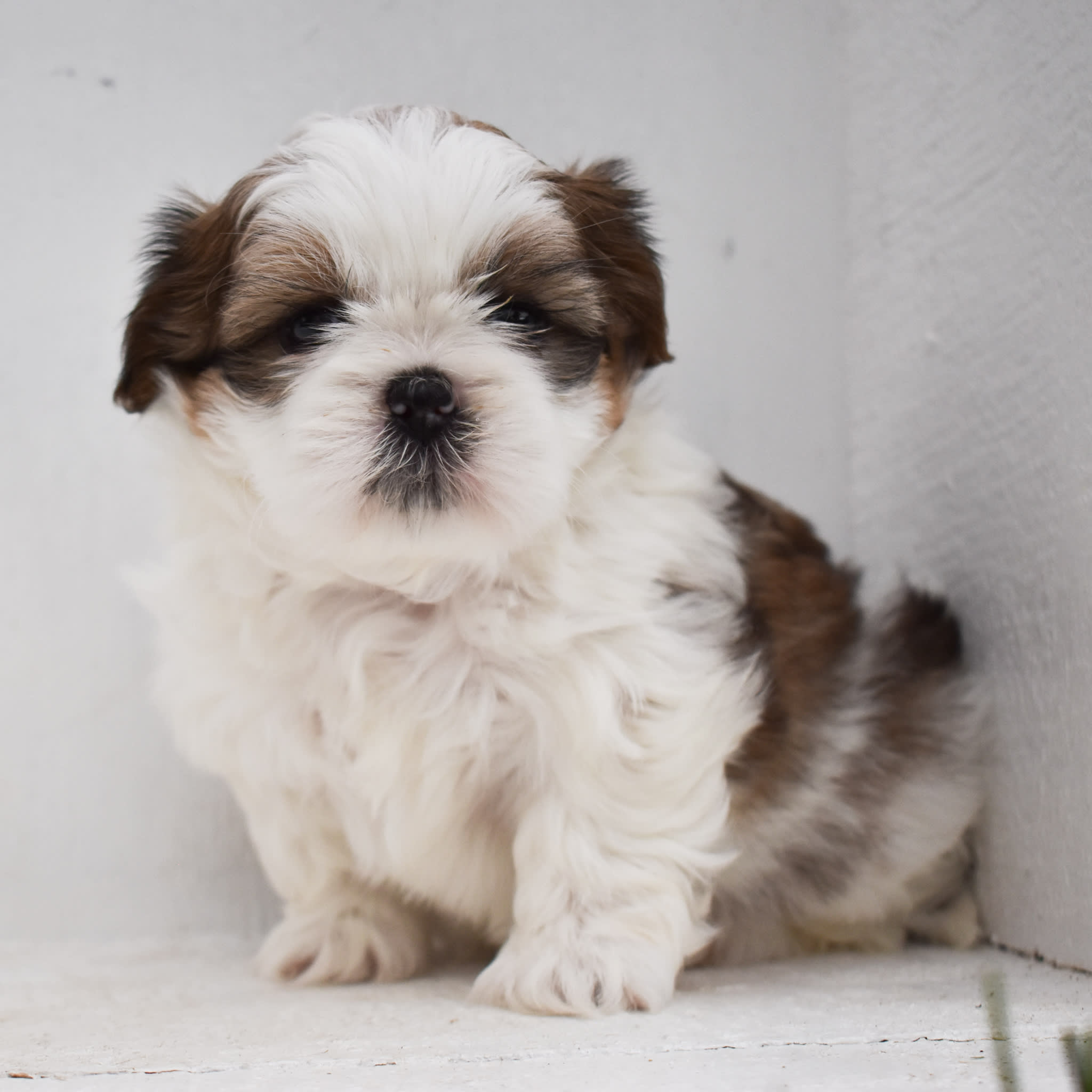 puppy