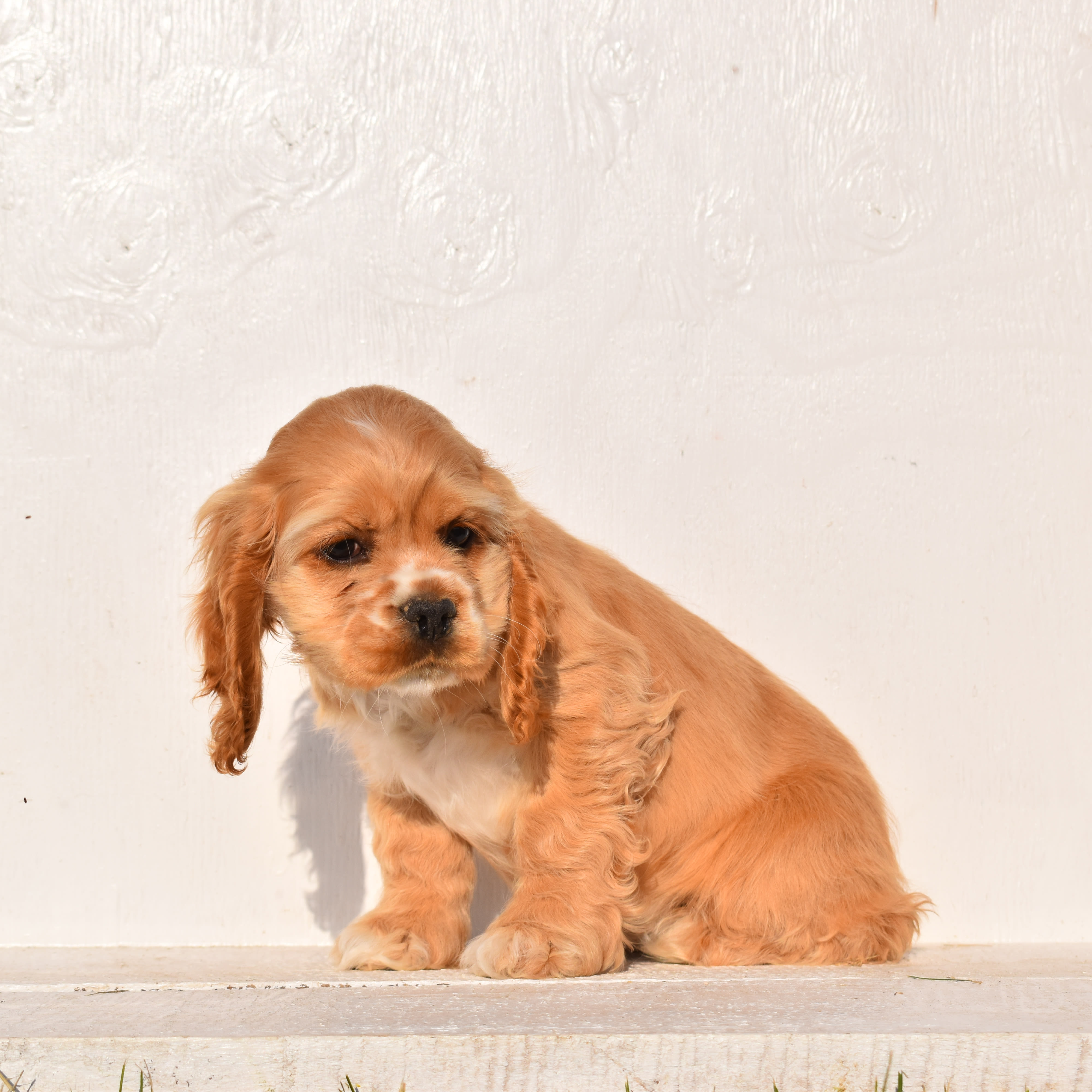 puppy