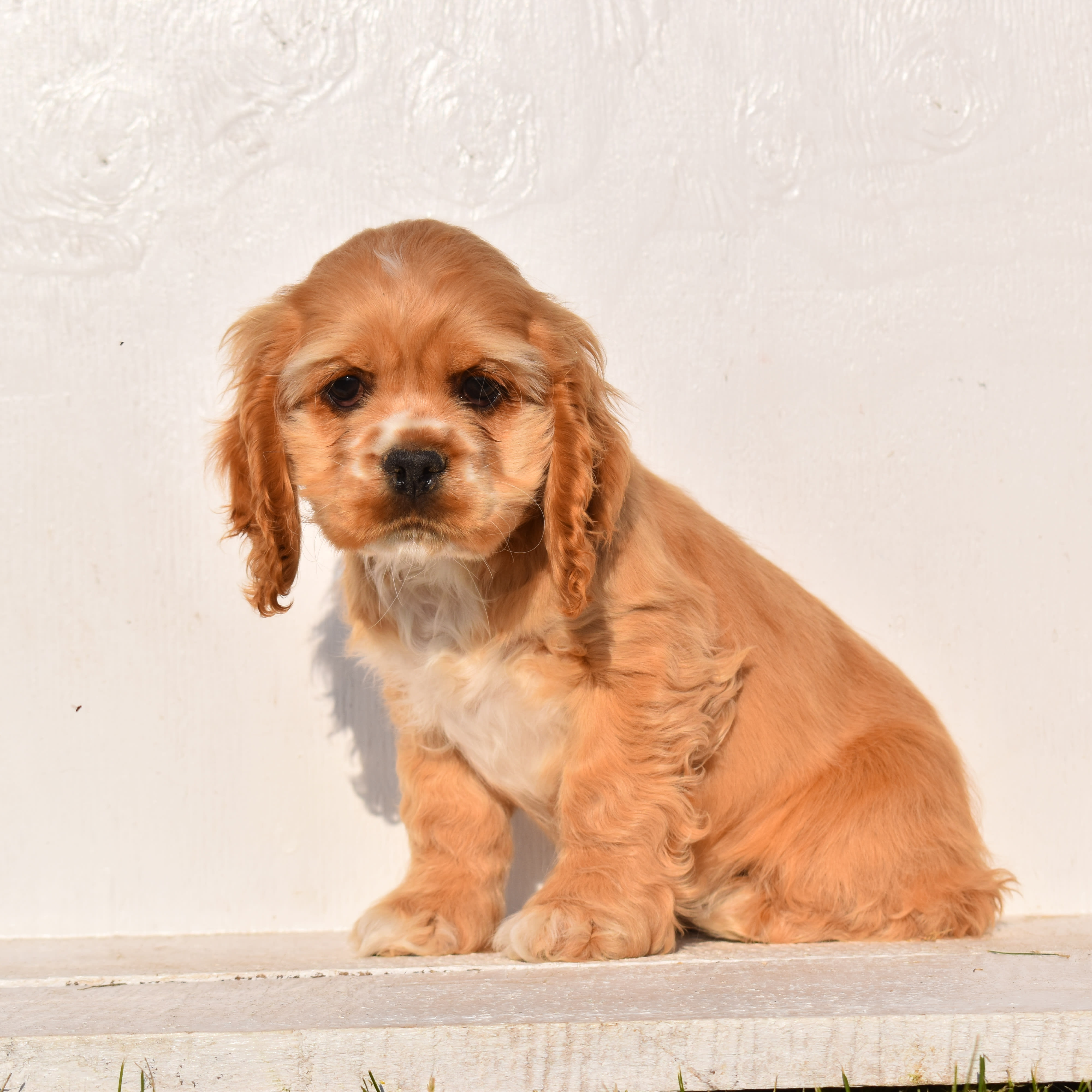 puppy