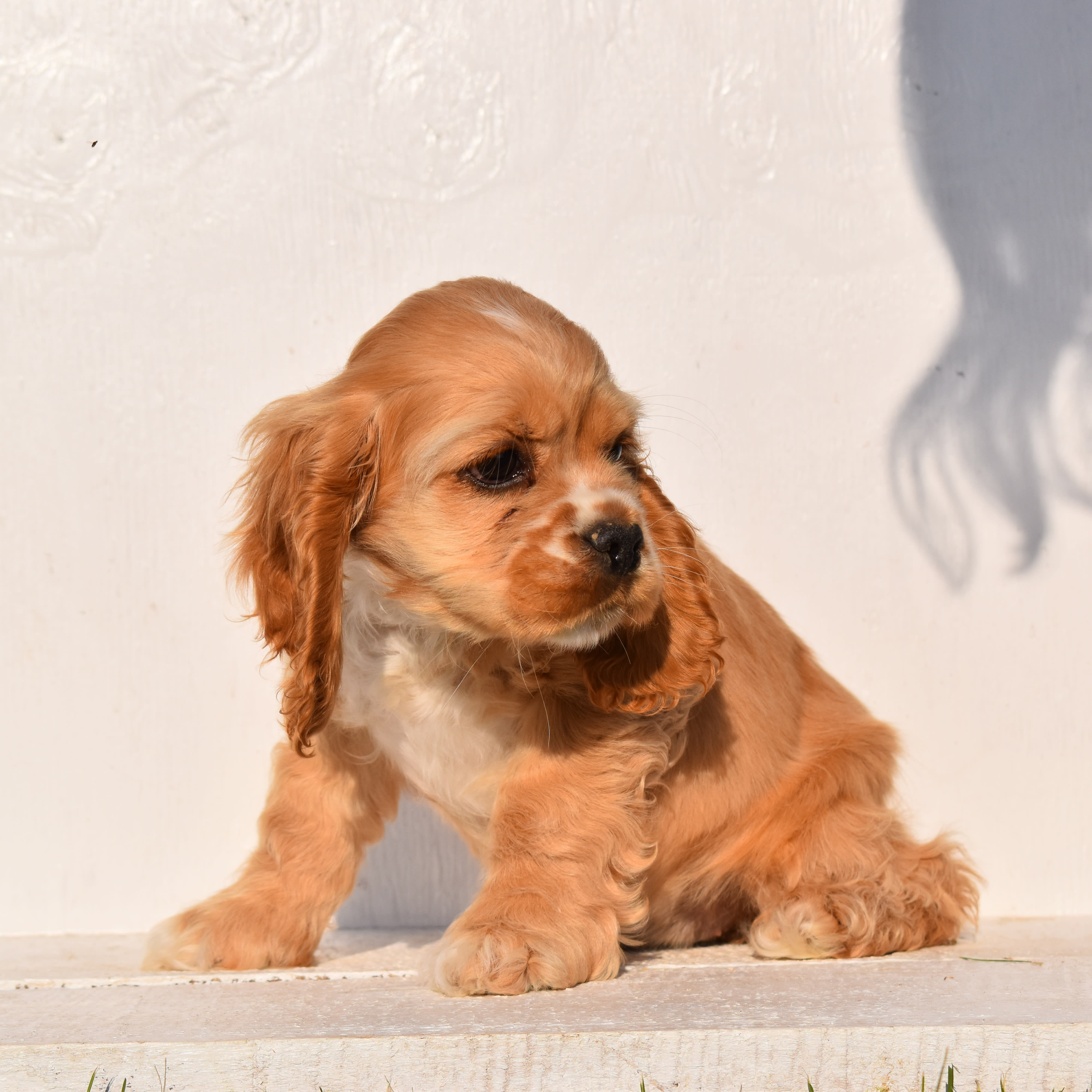 puppy
