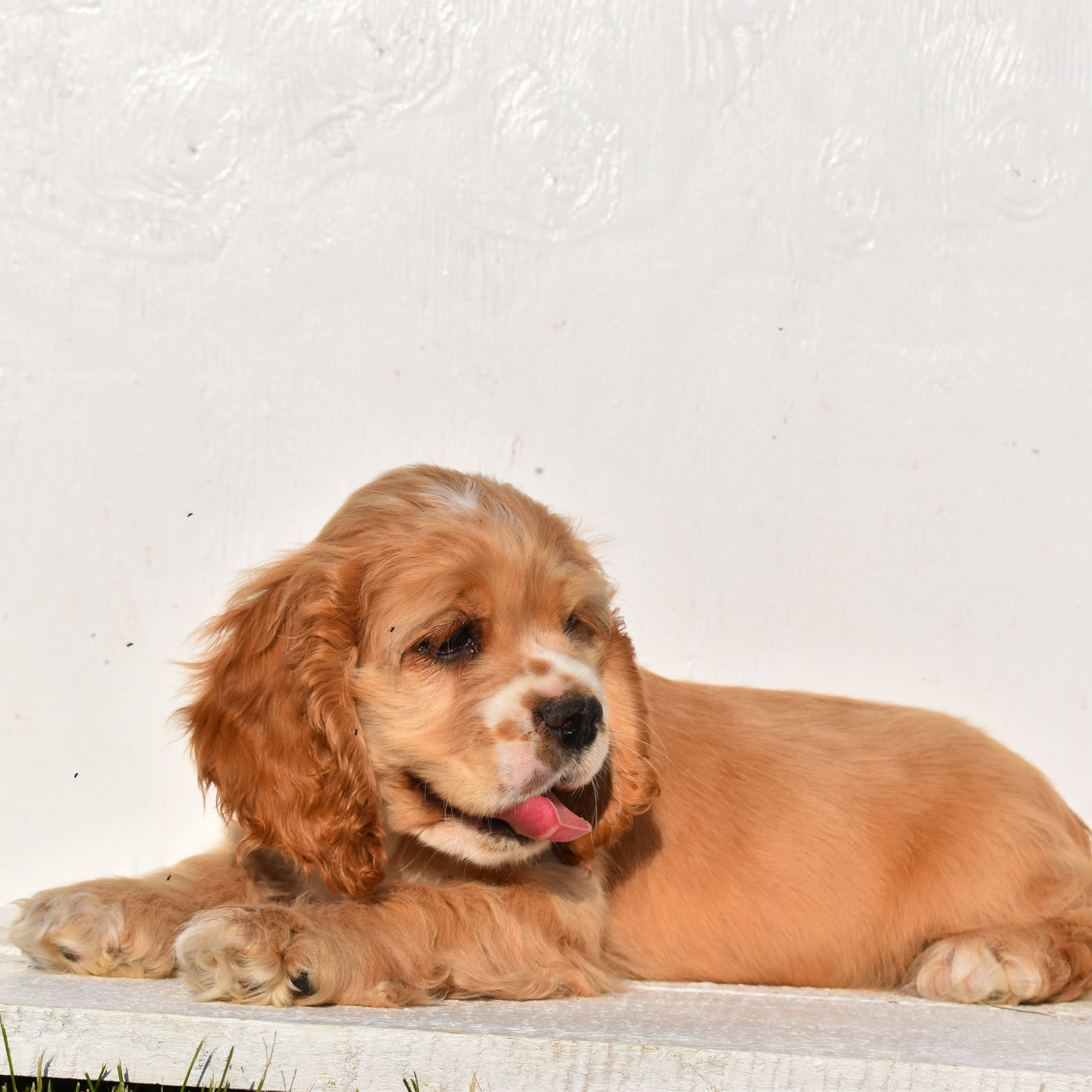 puppy