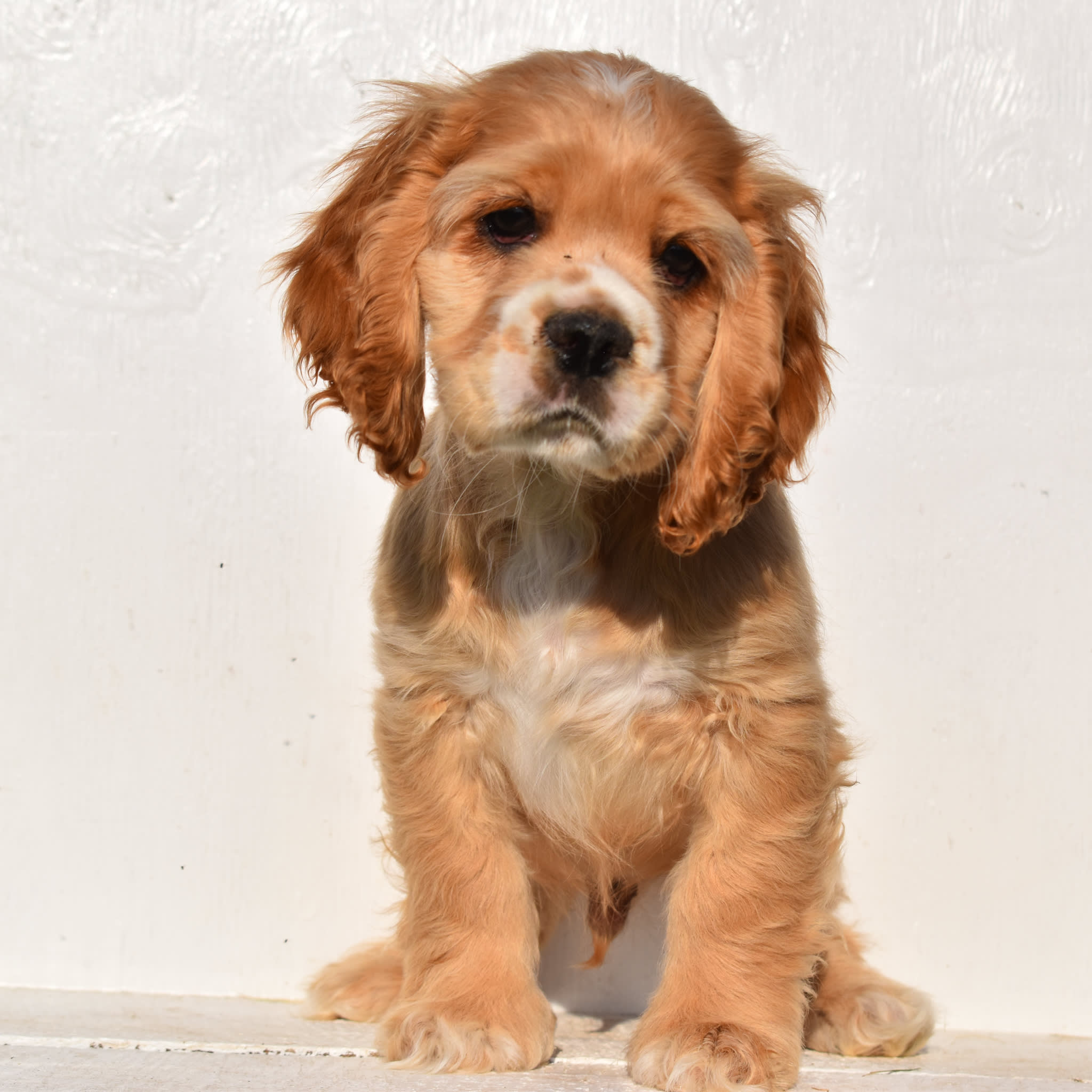 puppy