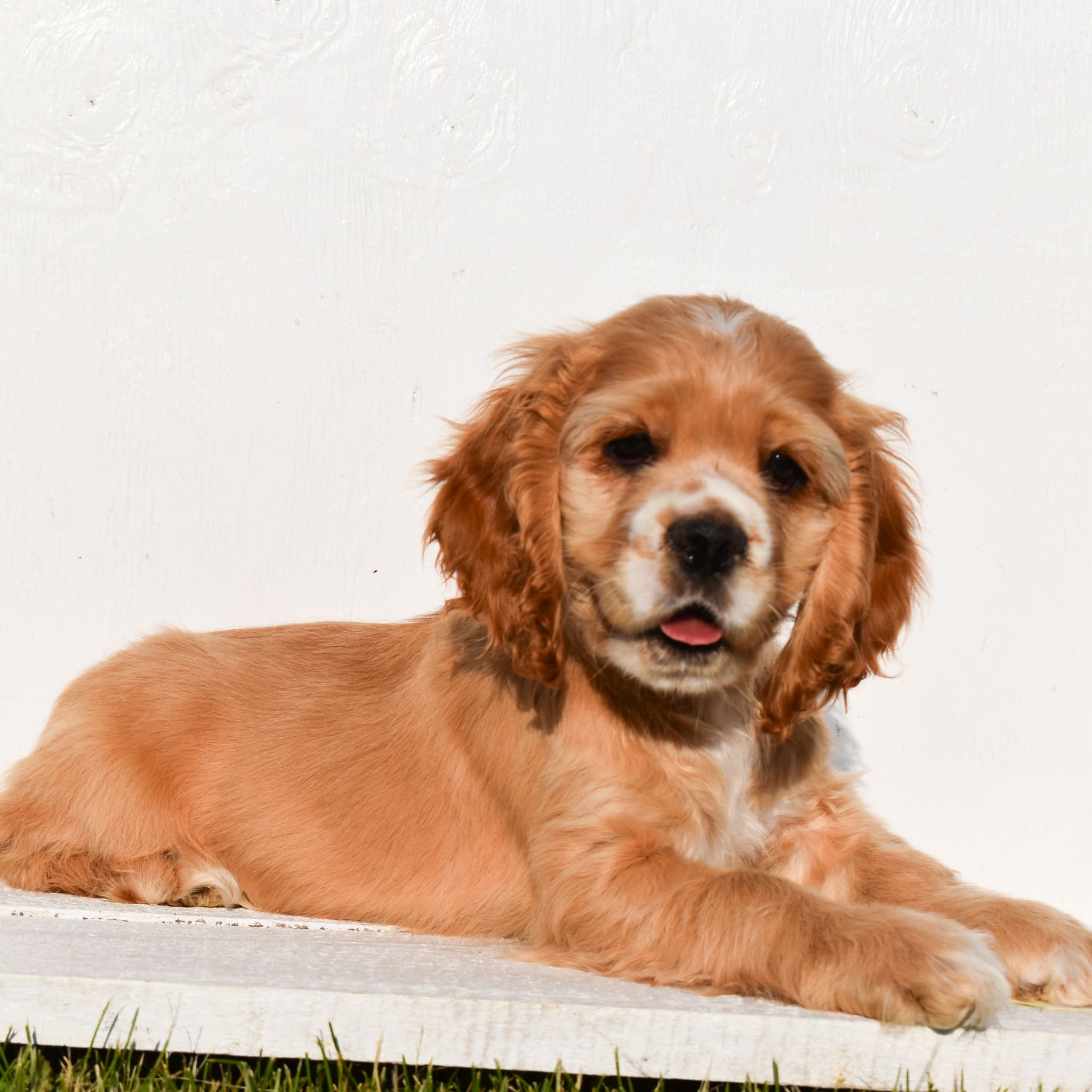 puppy