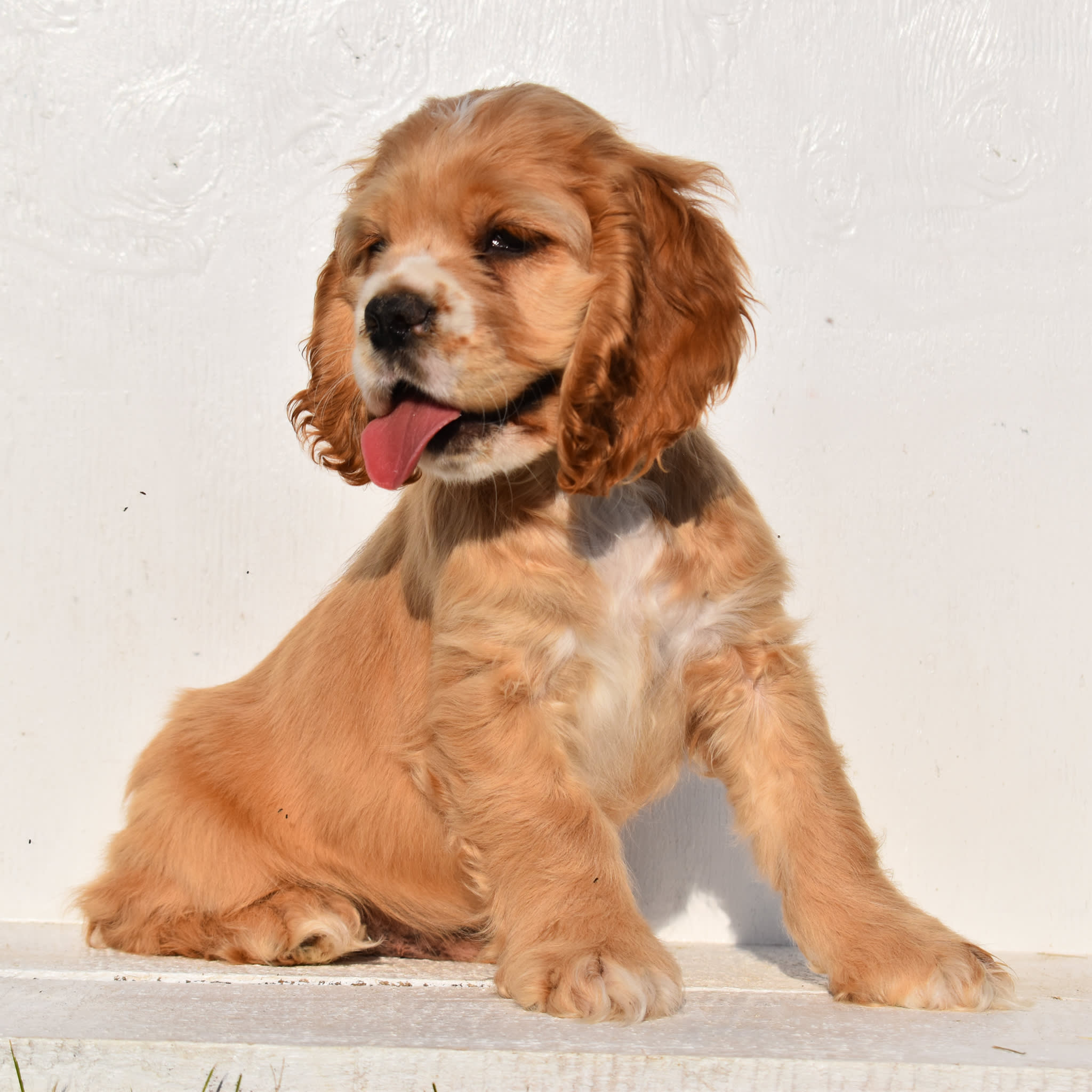 puppy