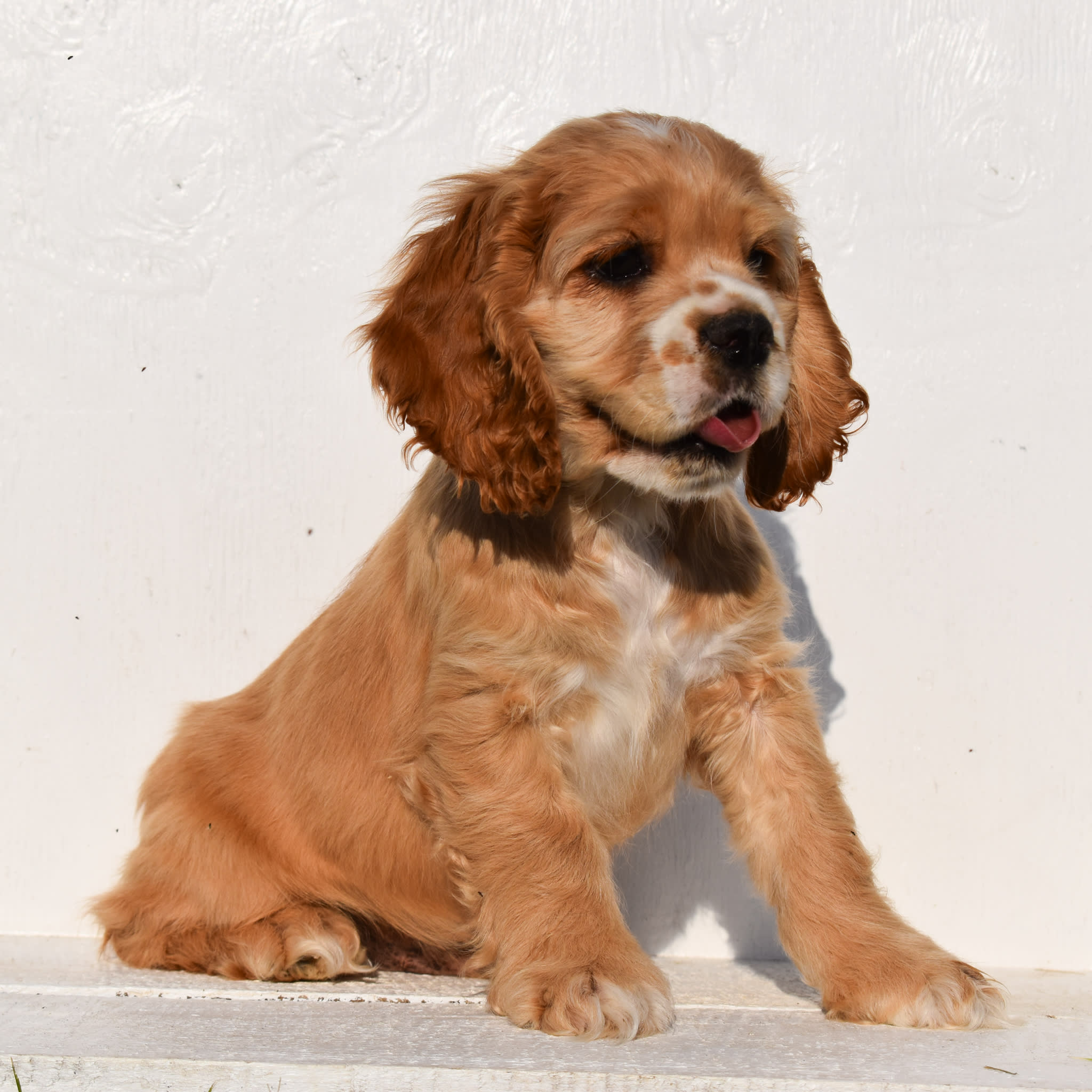 puppy