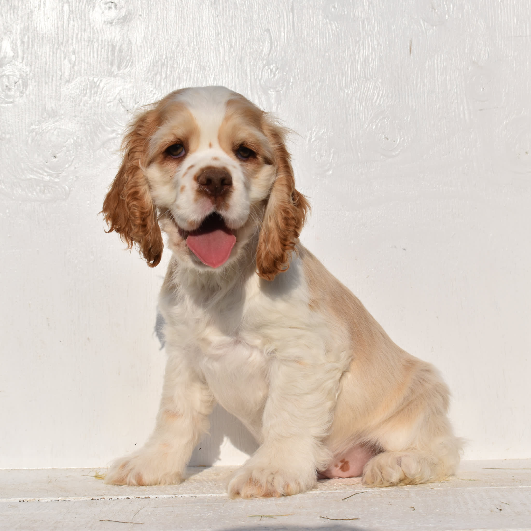 puppy