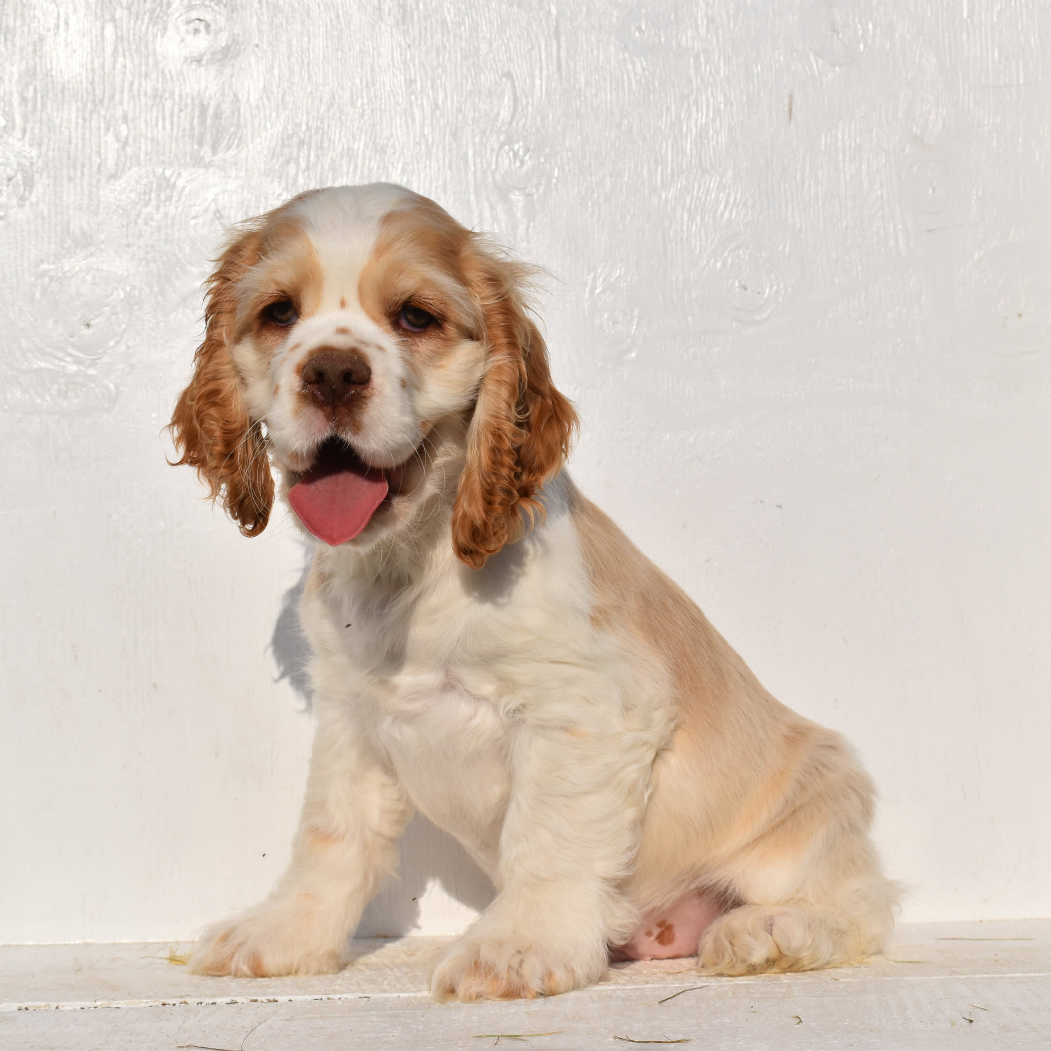 puppy