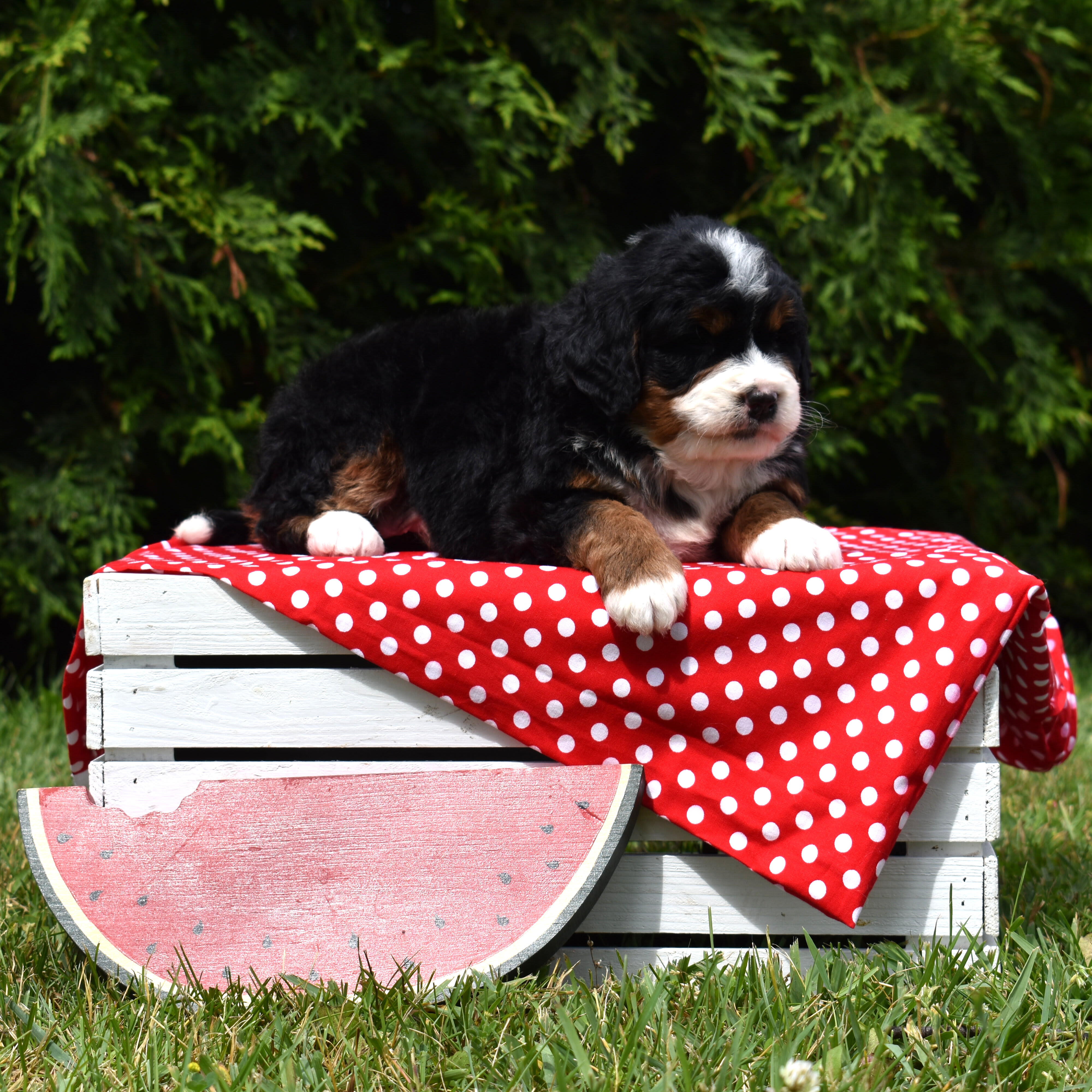 puppy