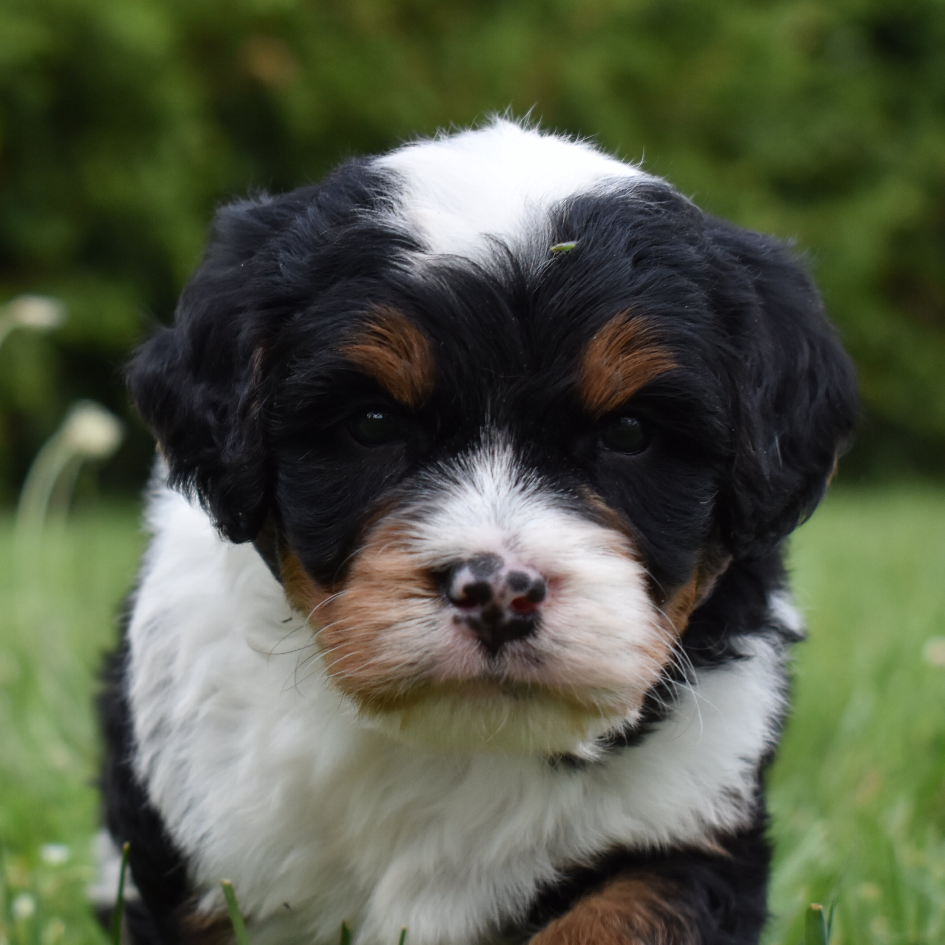 puppy