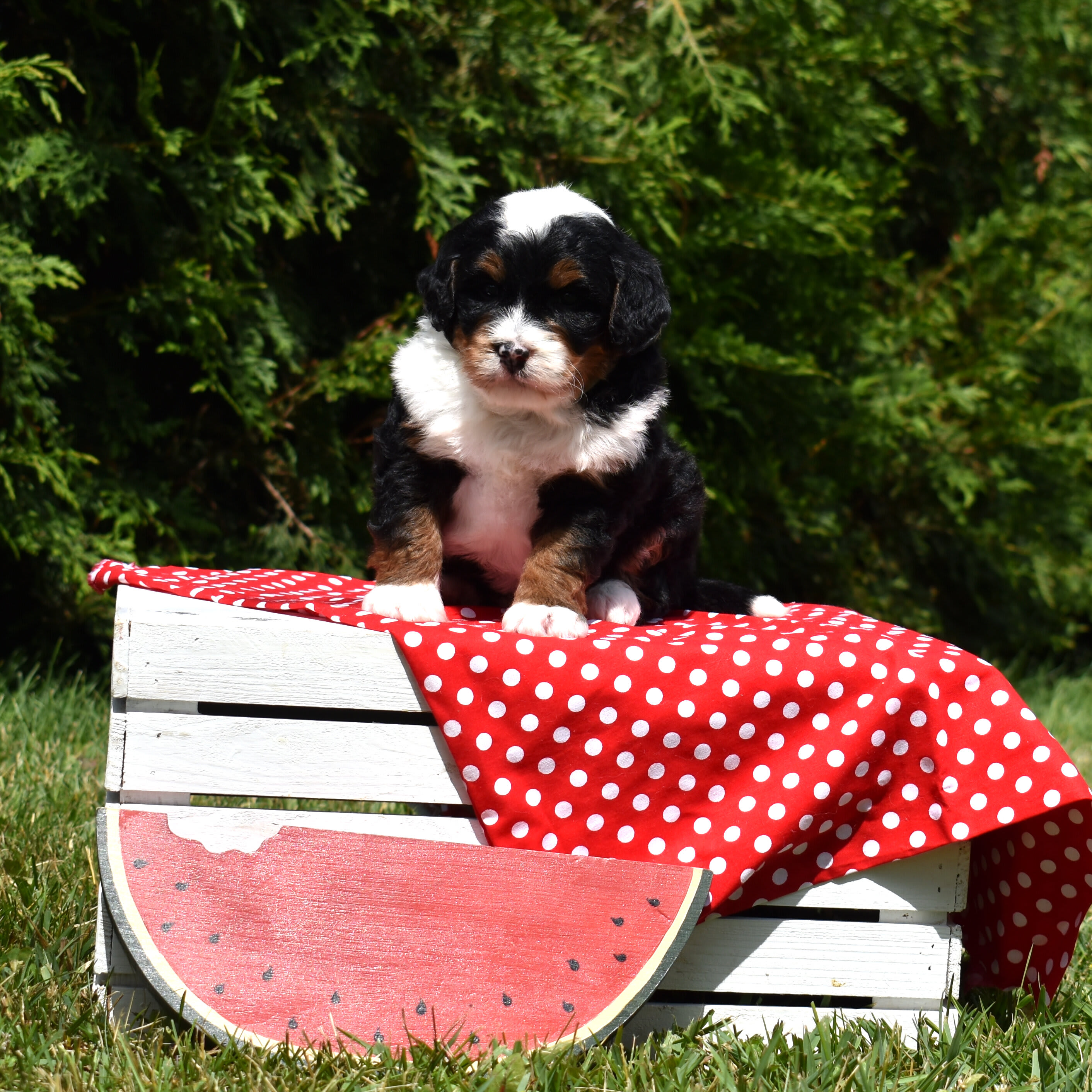 puppy