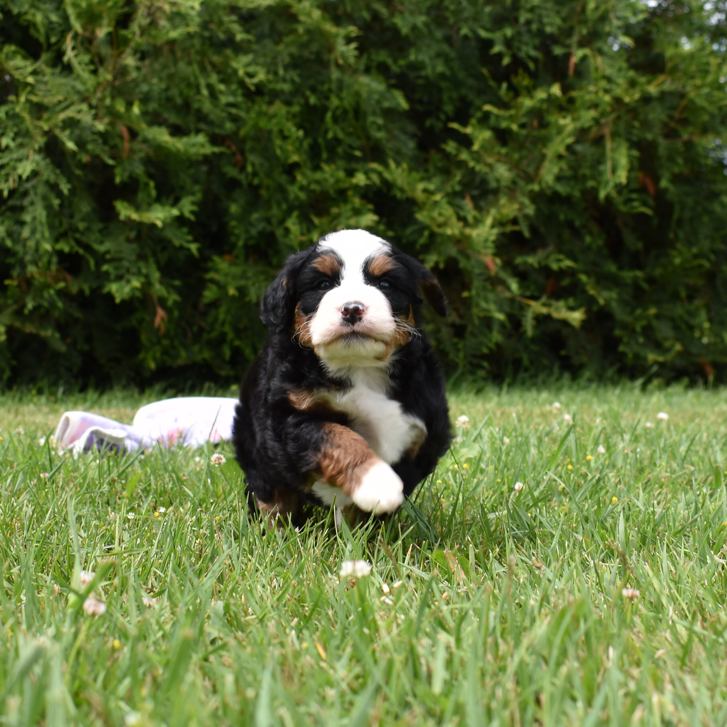 puppy