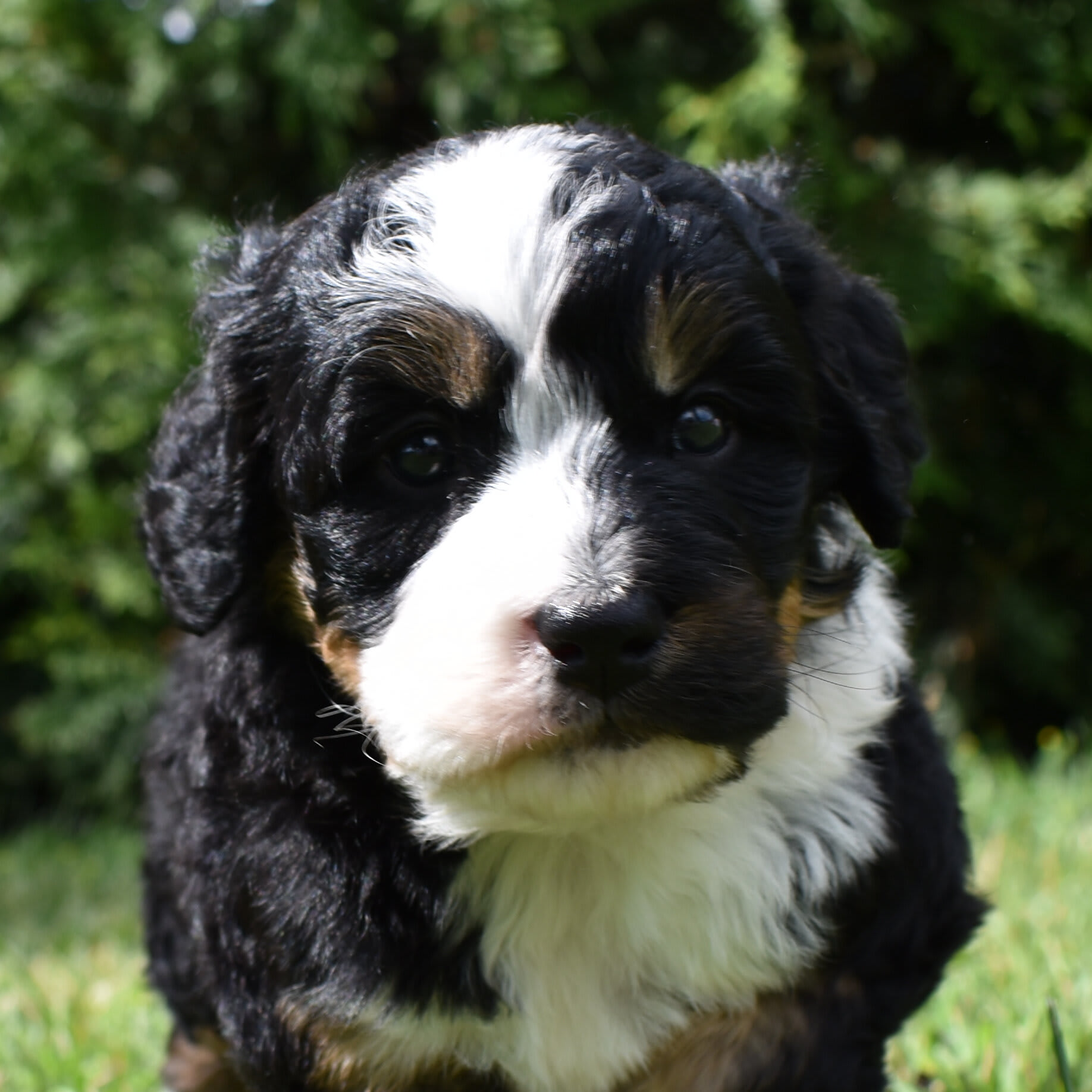 puppy