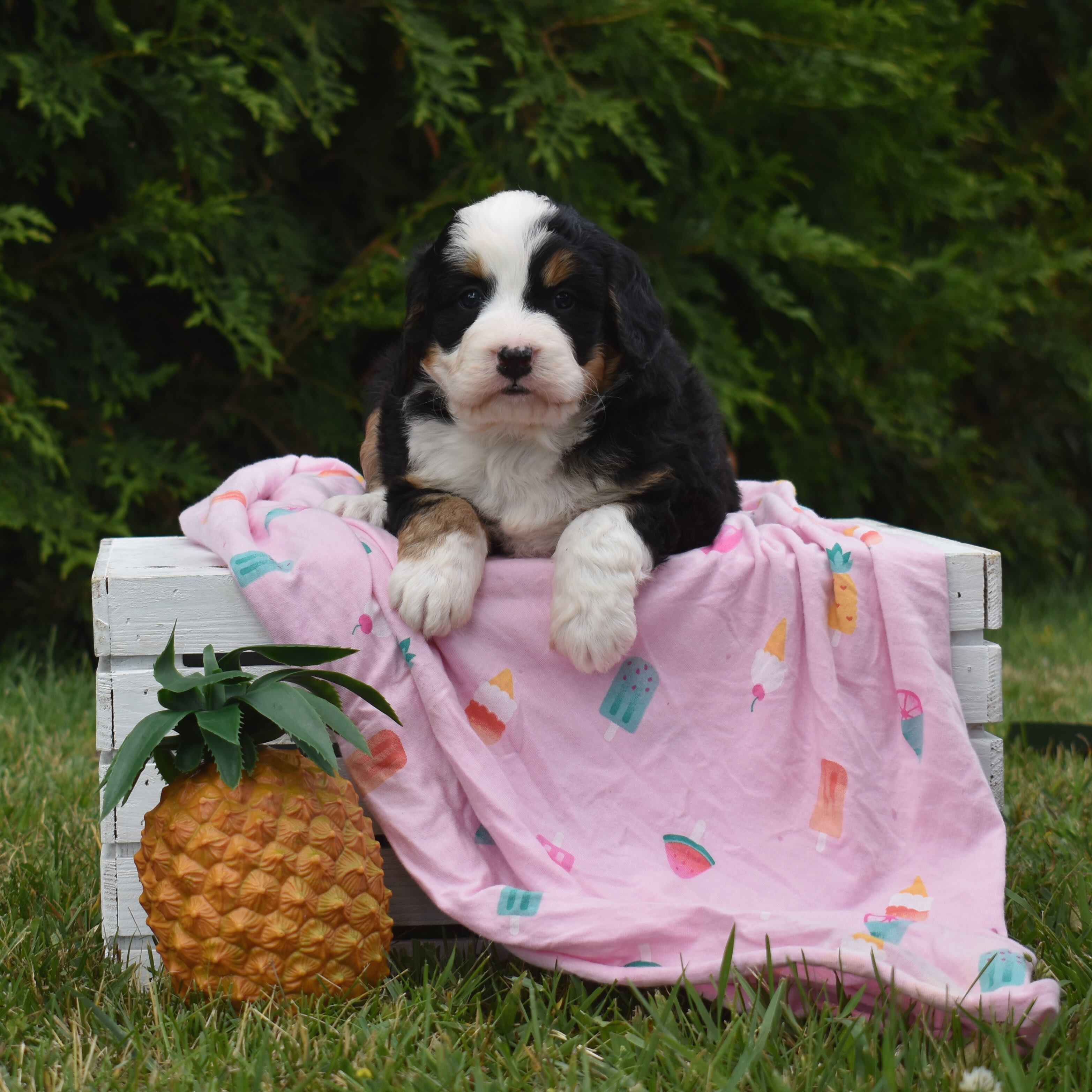 puppy