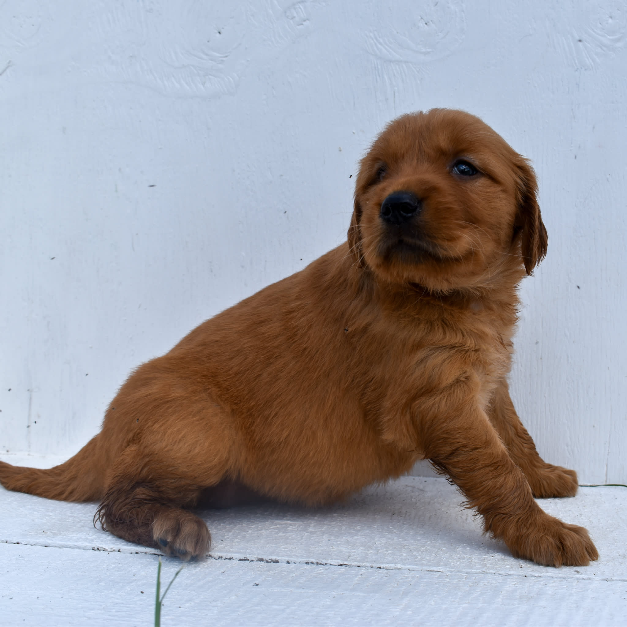 puppy