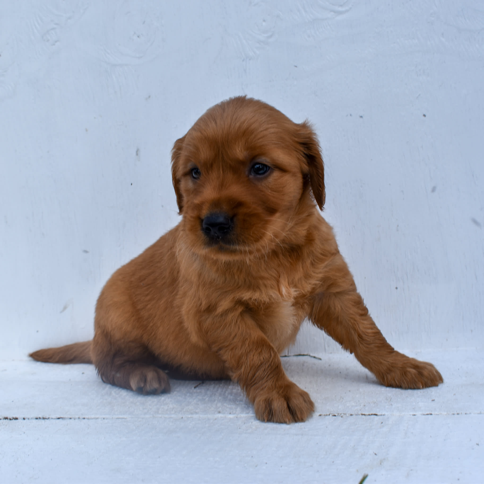 puppy