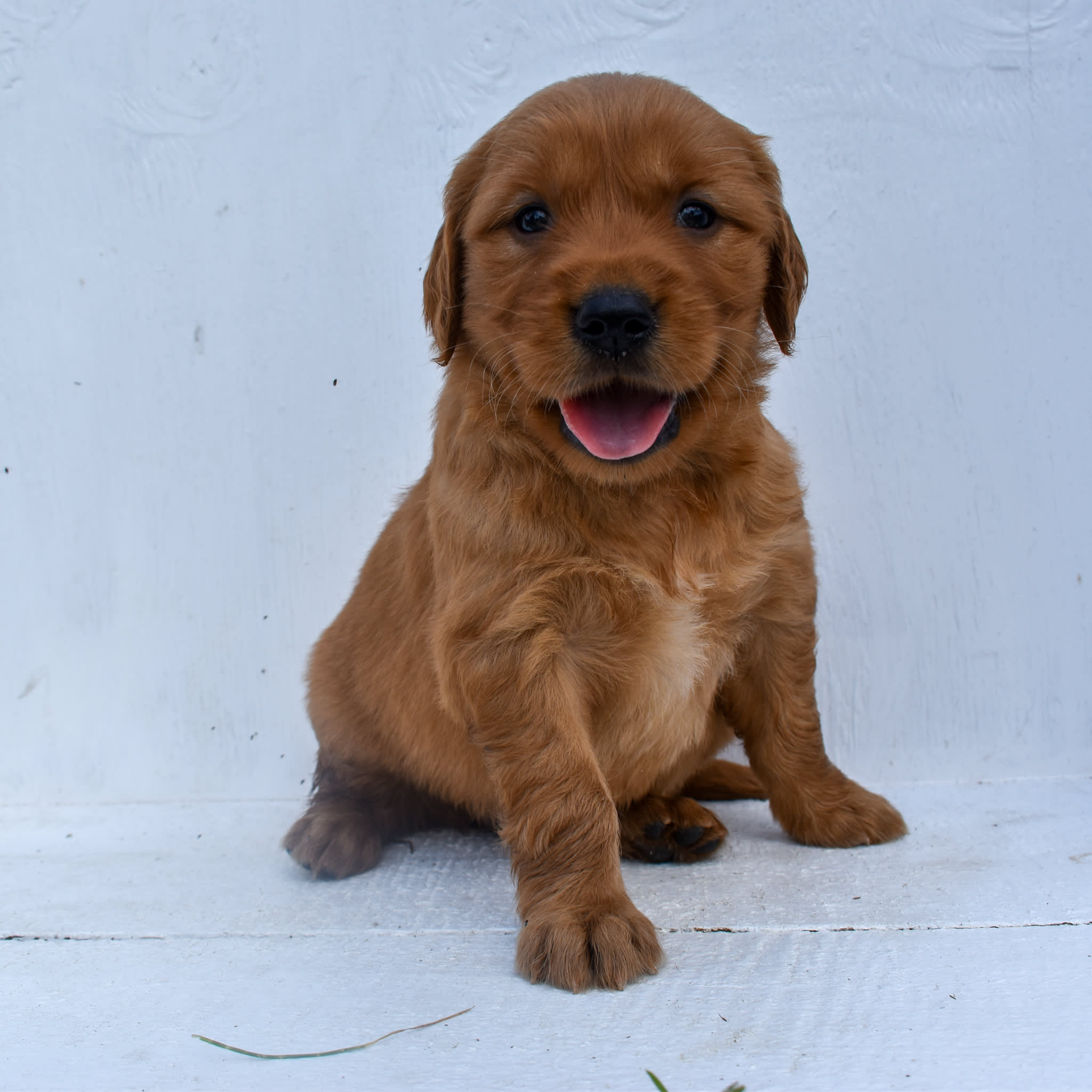 puppy
