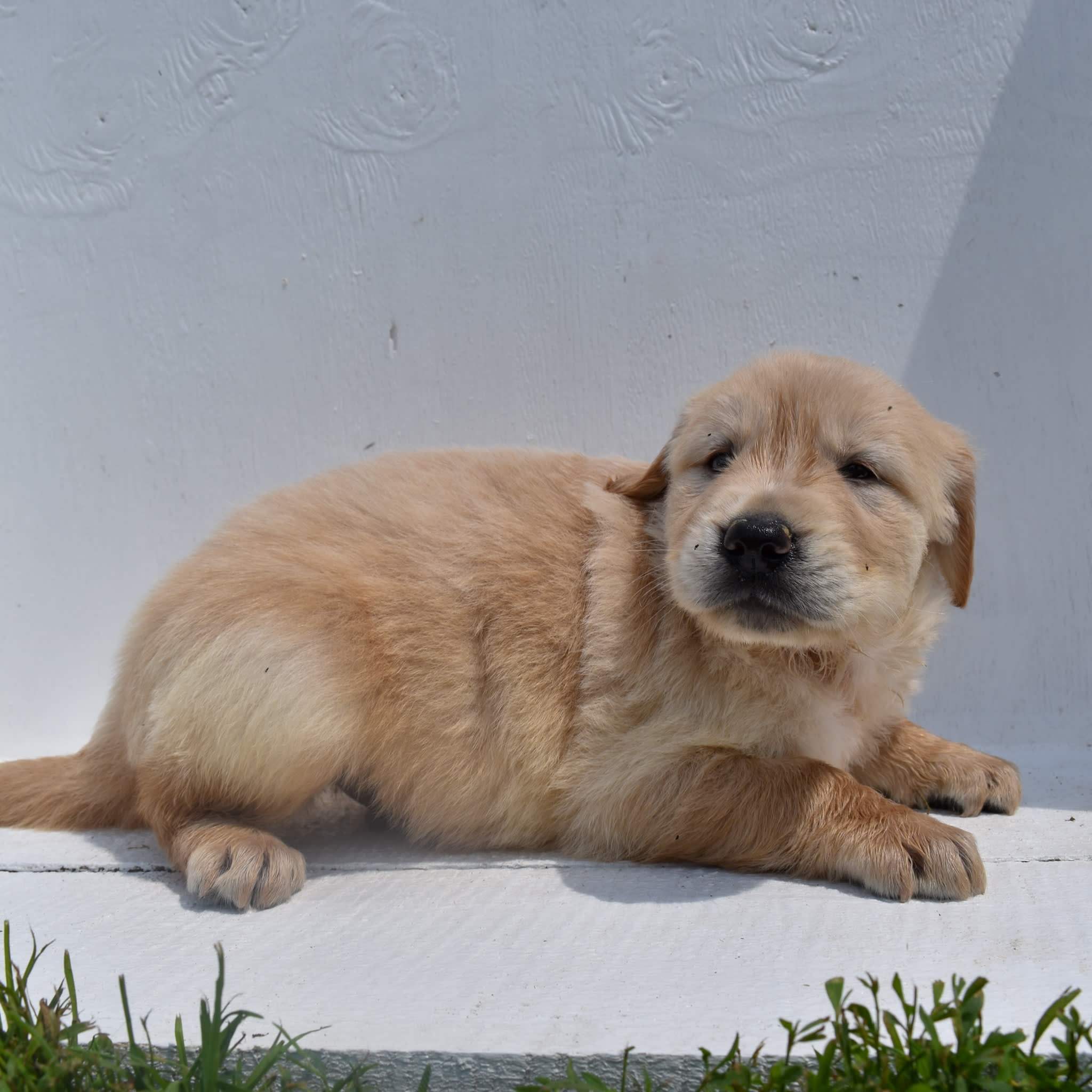 puppy