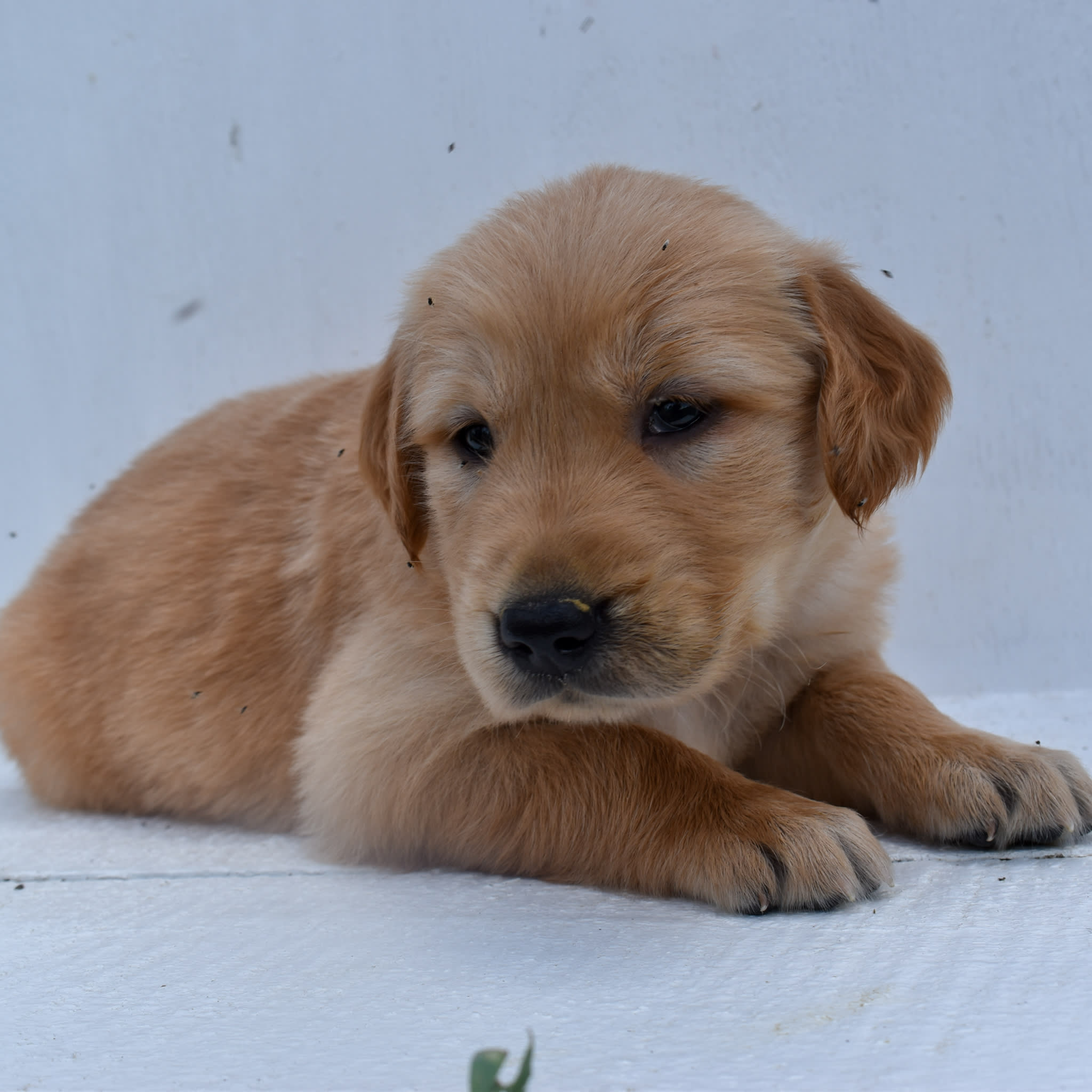 puppy
