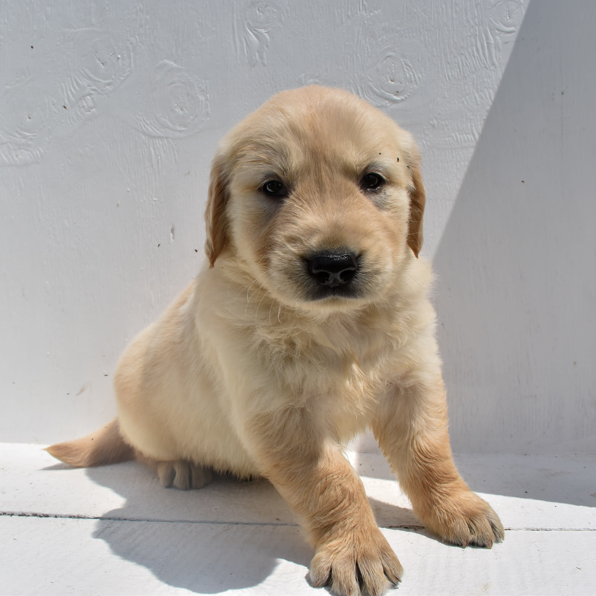 puppy