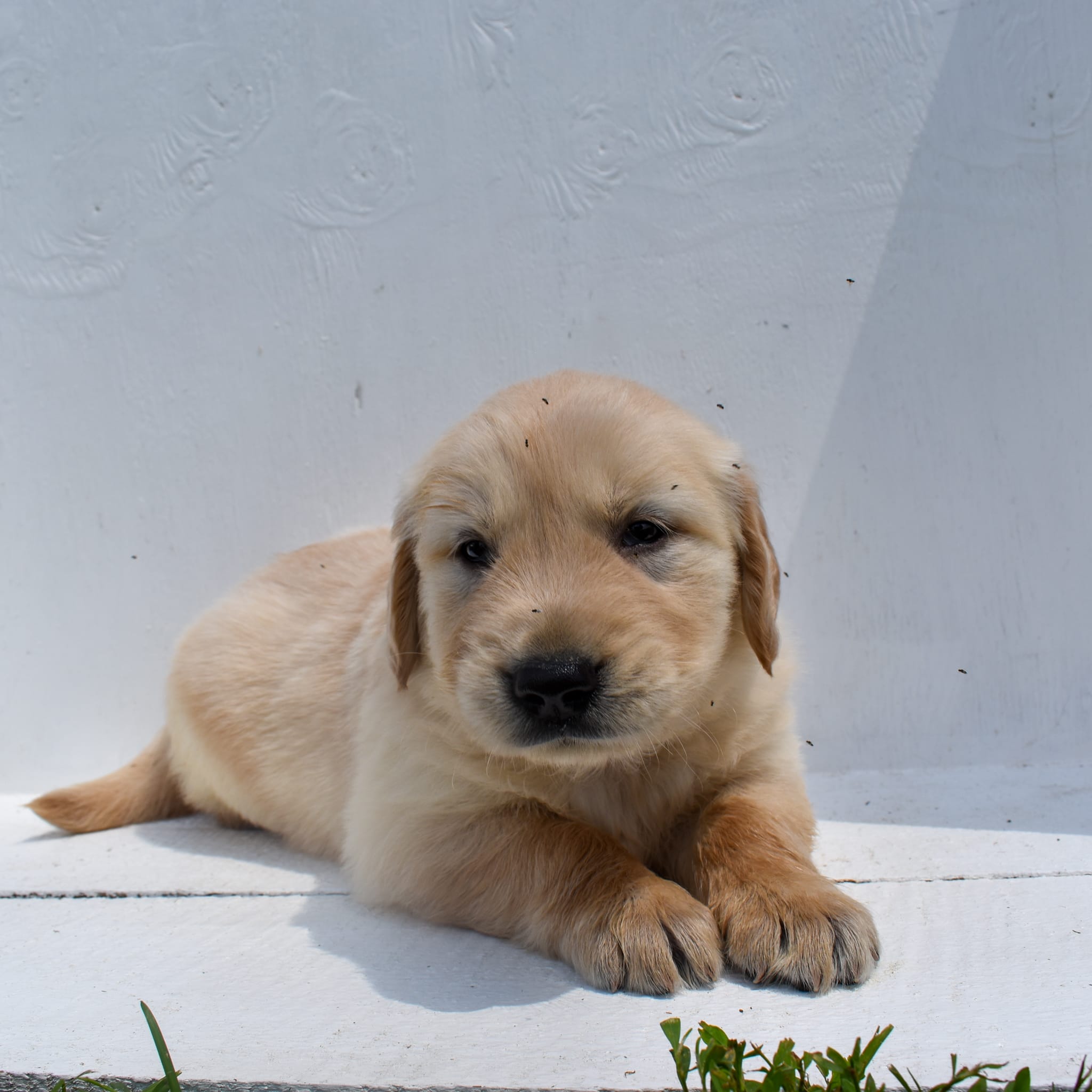 puppy
