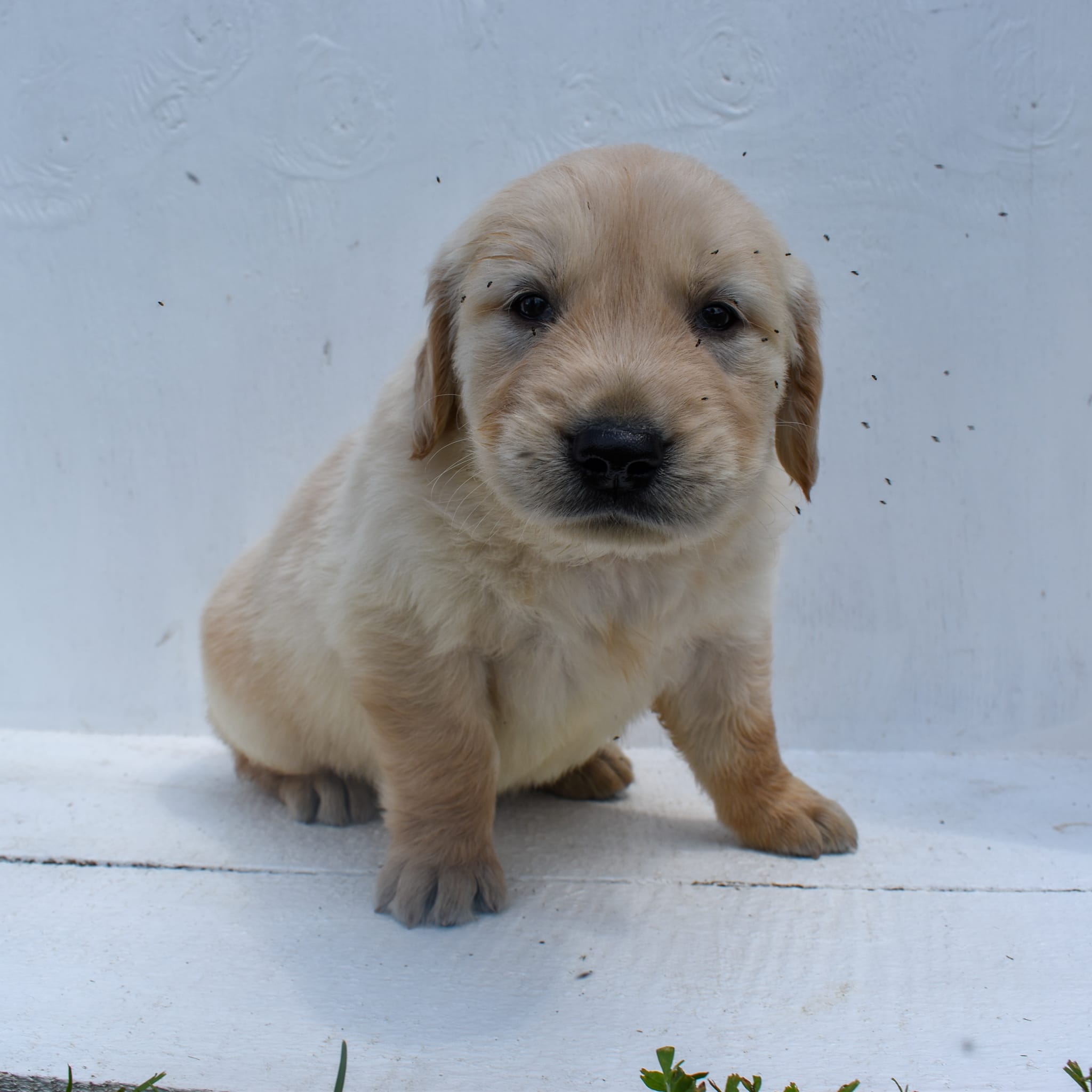 puppy