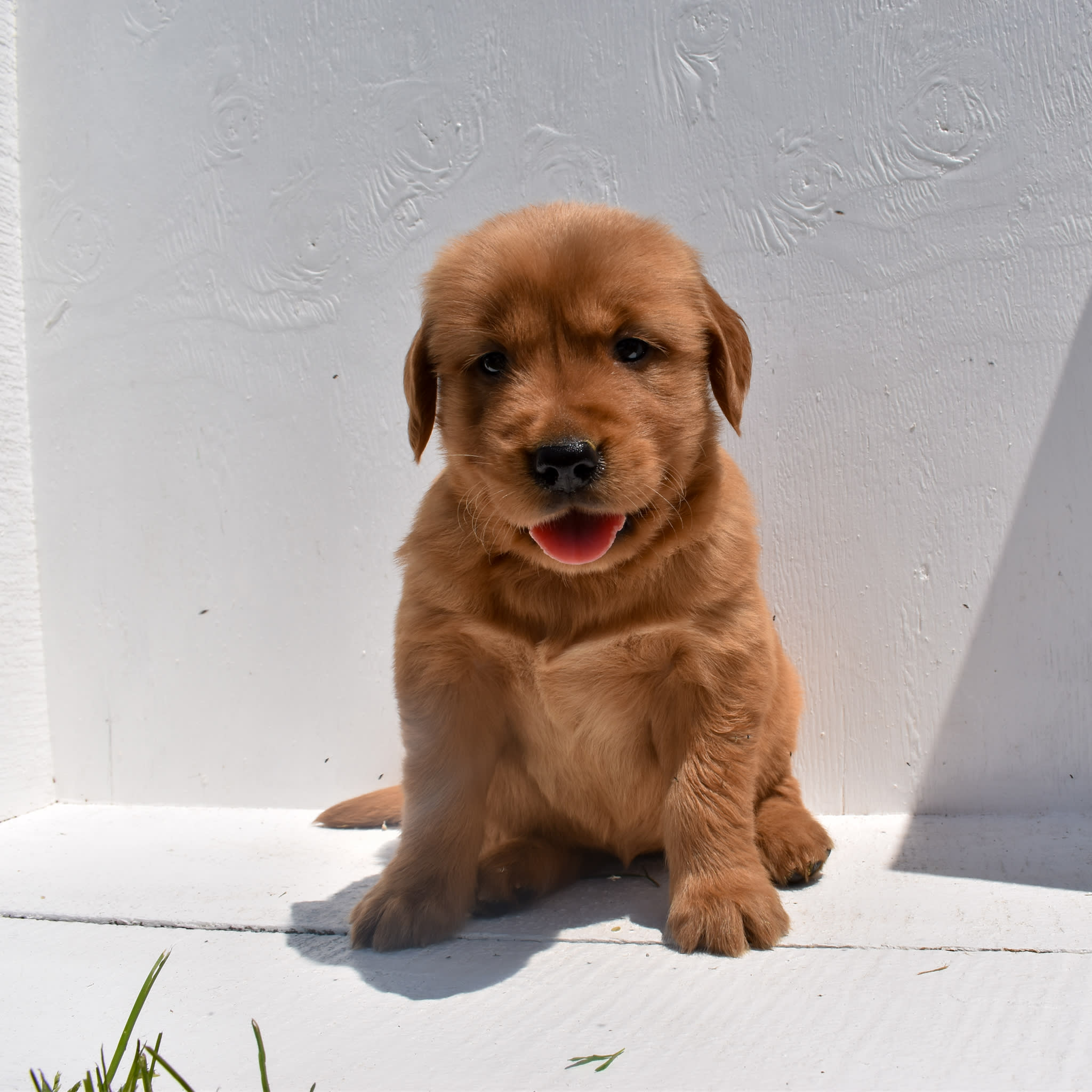 puppy