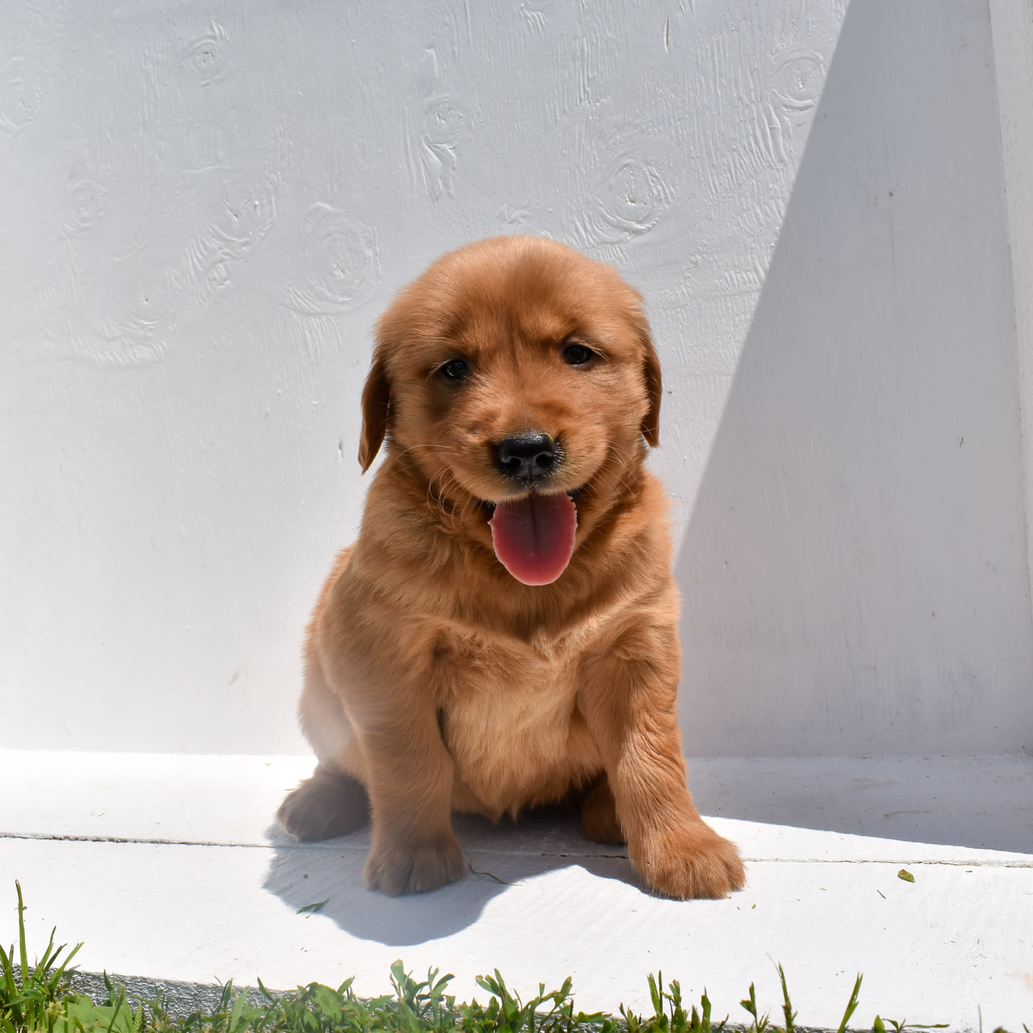 puppy