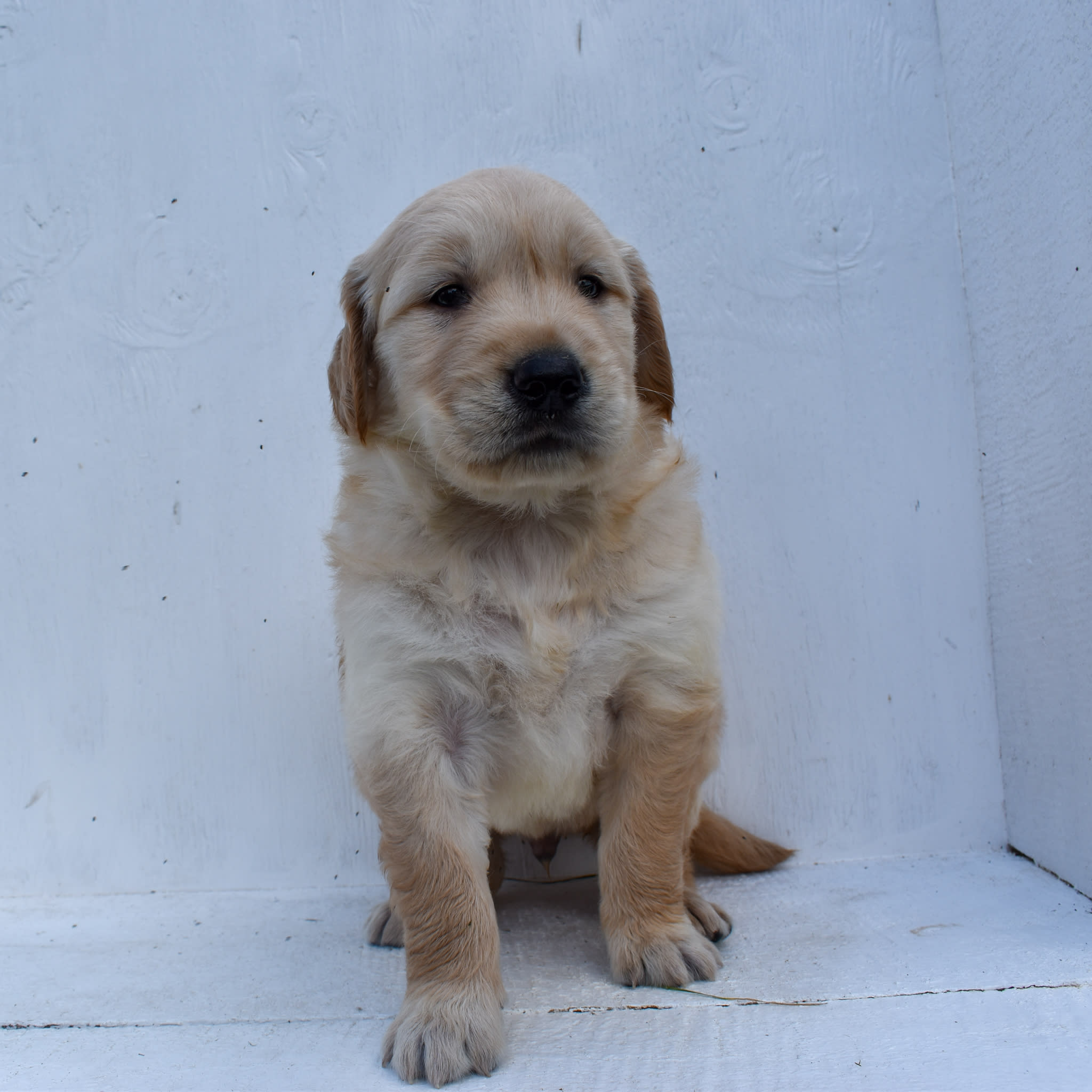 puppy