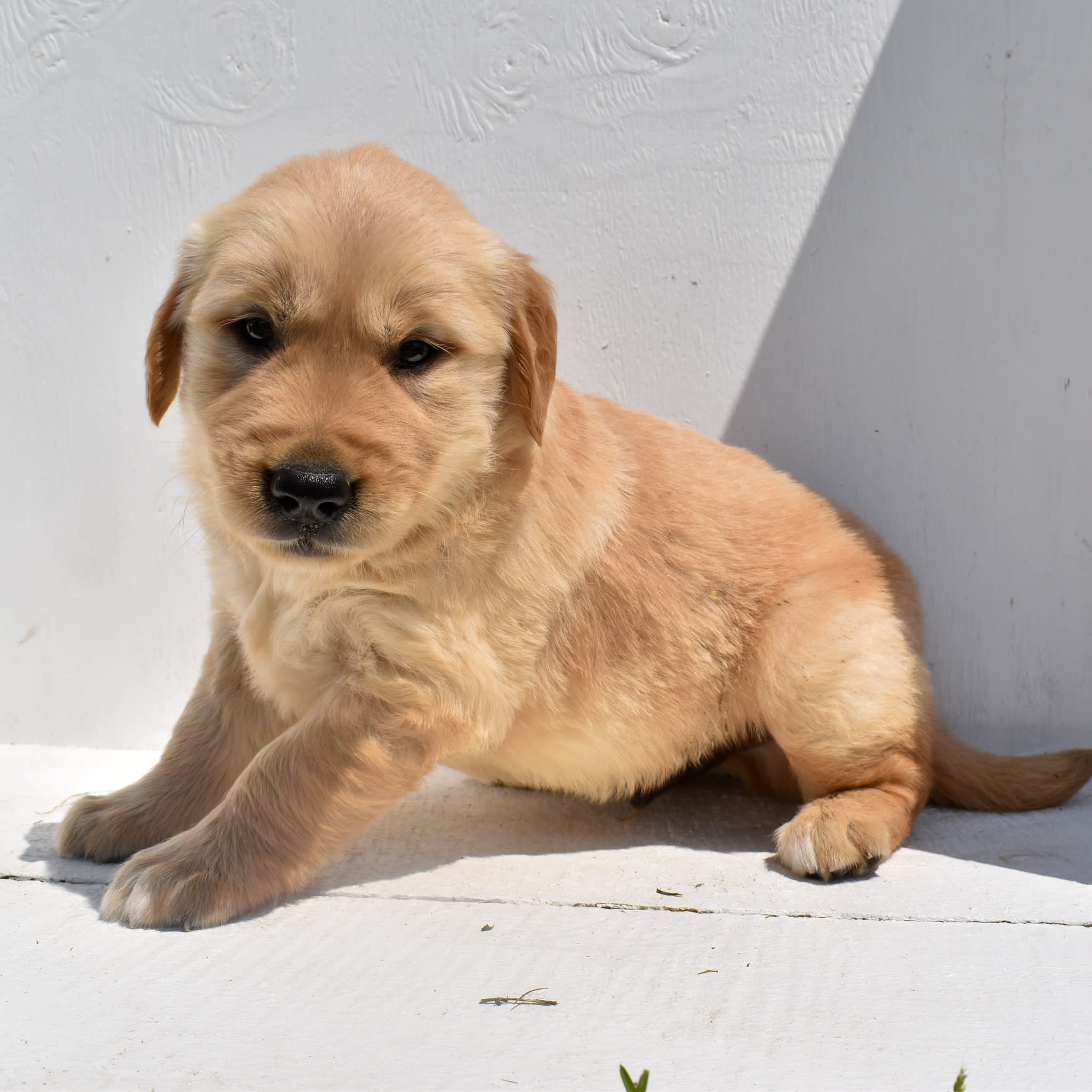 puppy