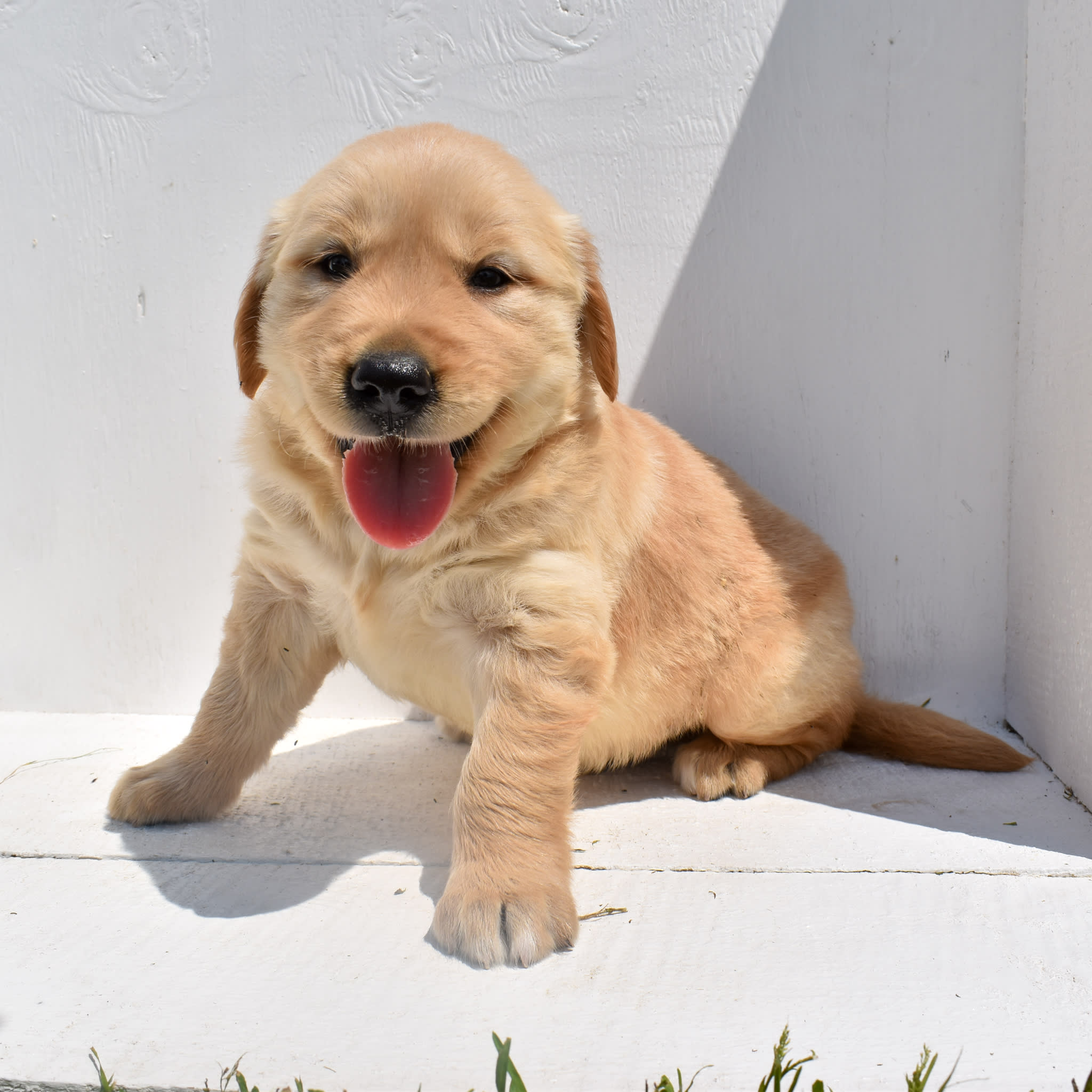 puppy