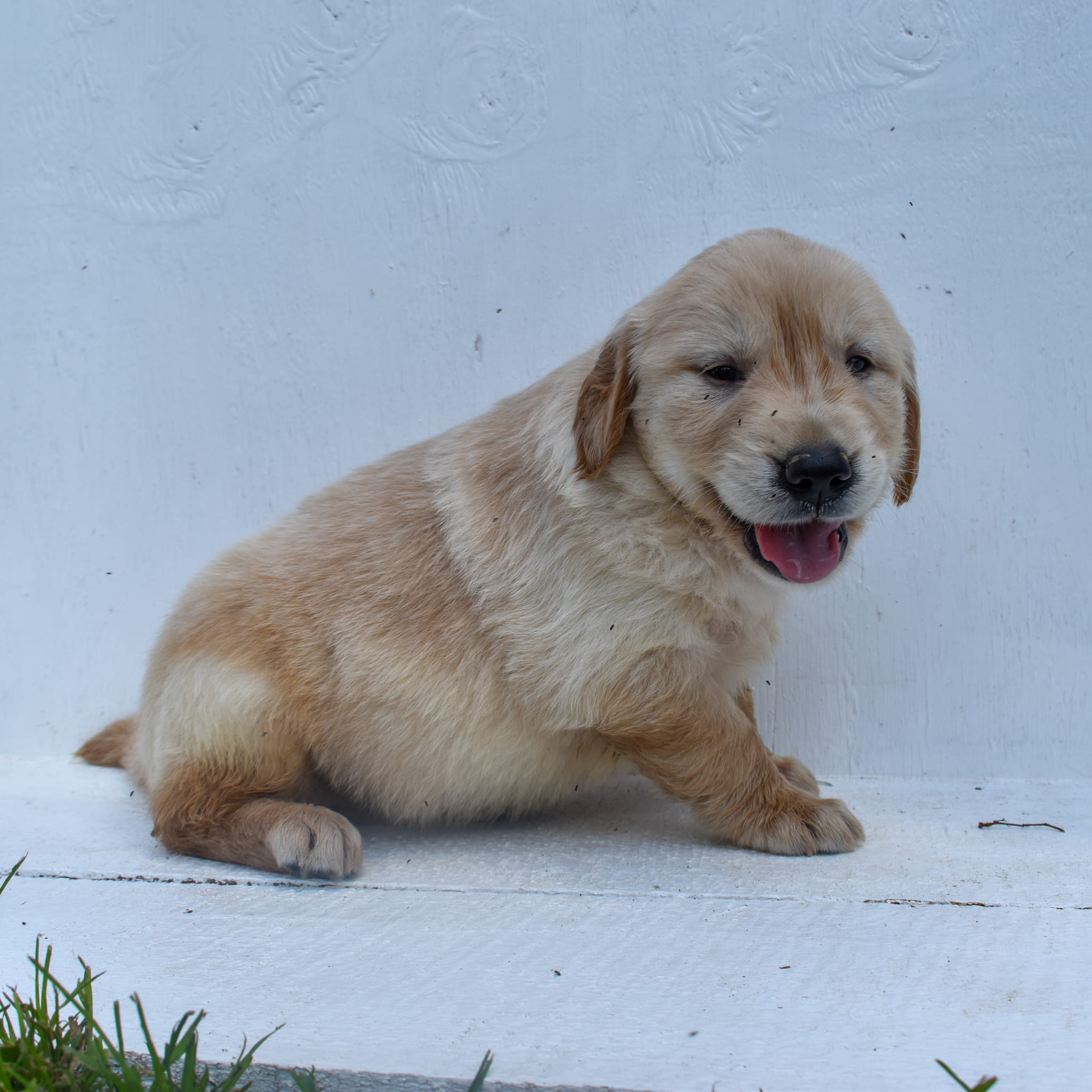puppy