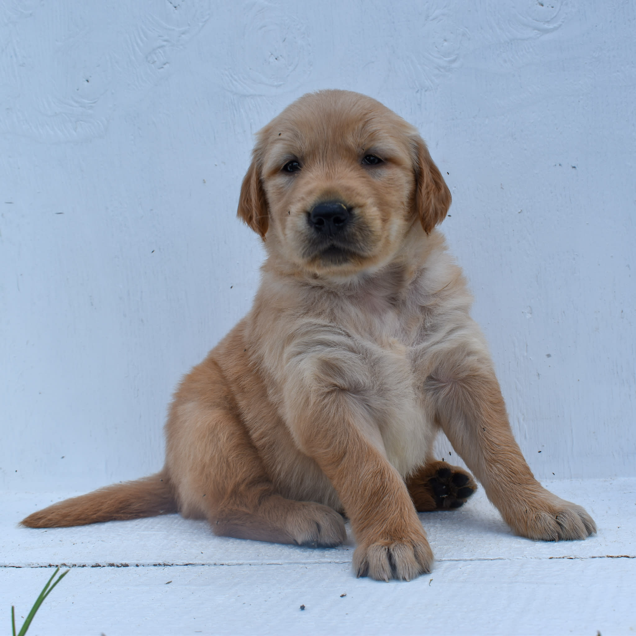 puppy