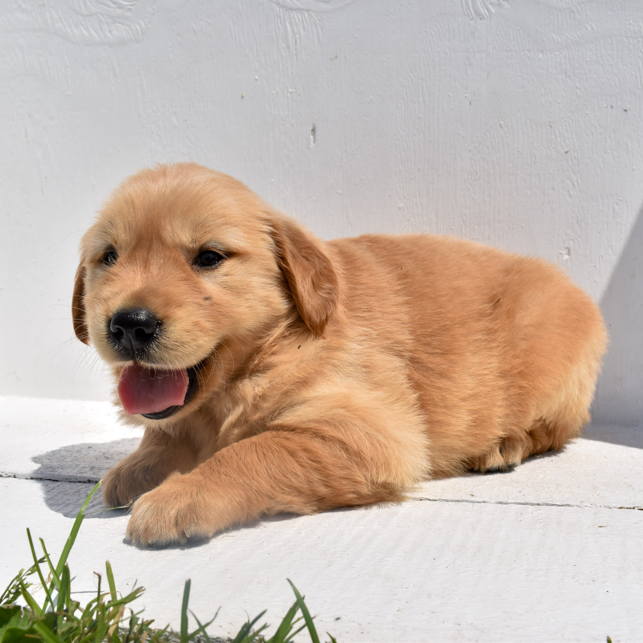 puppy