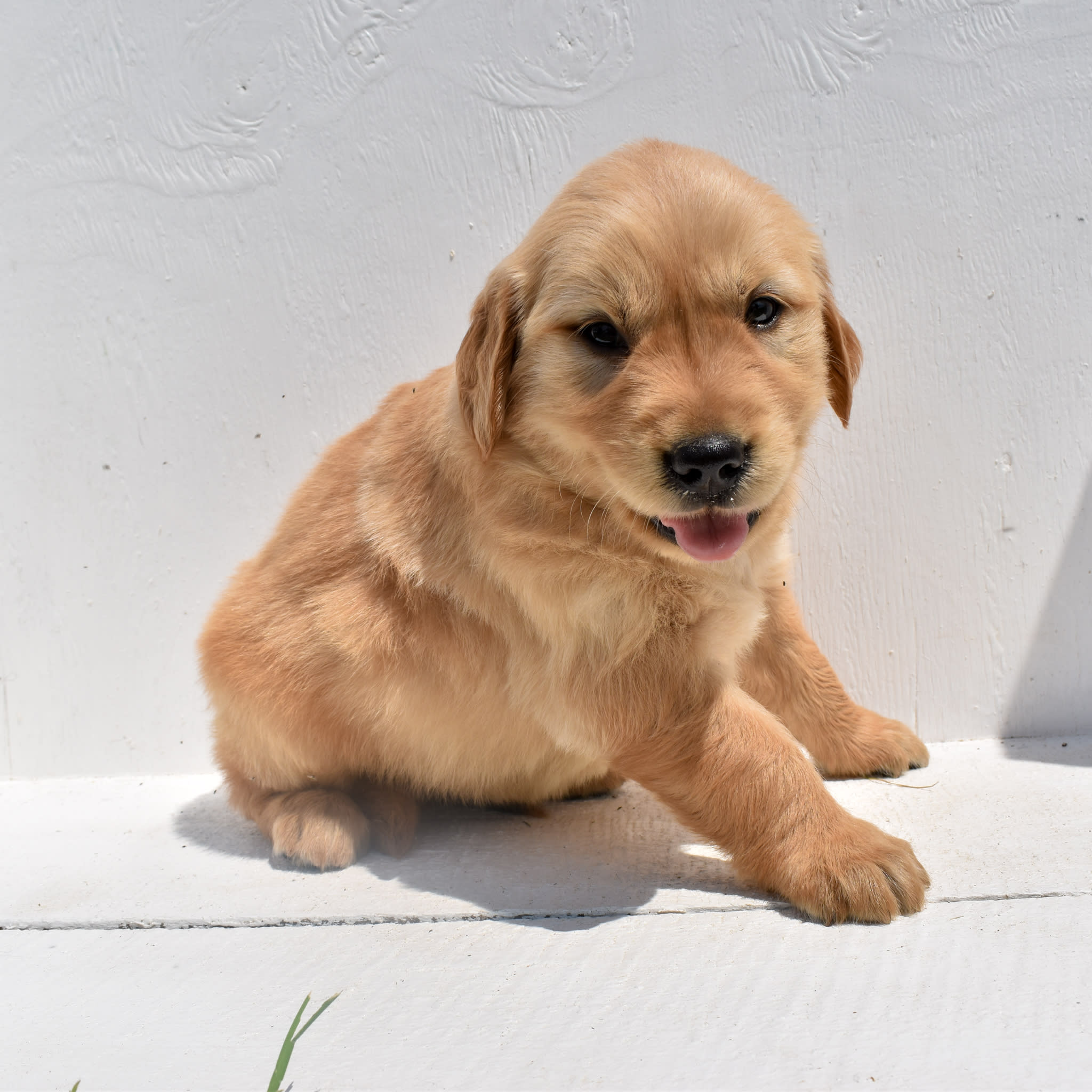 puppy