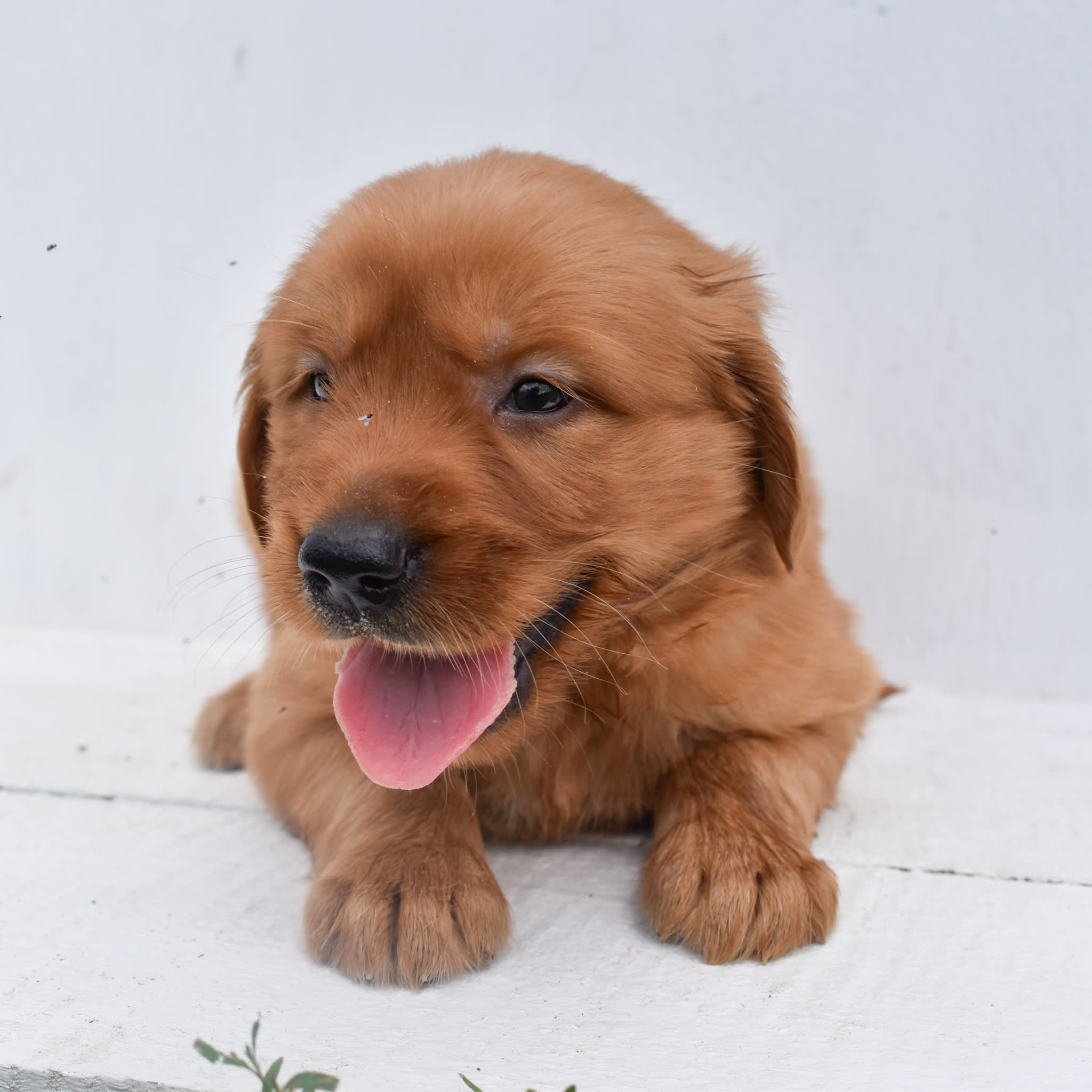 puppy