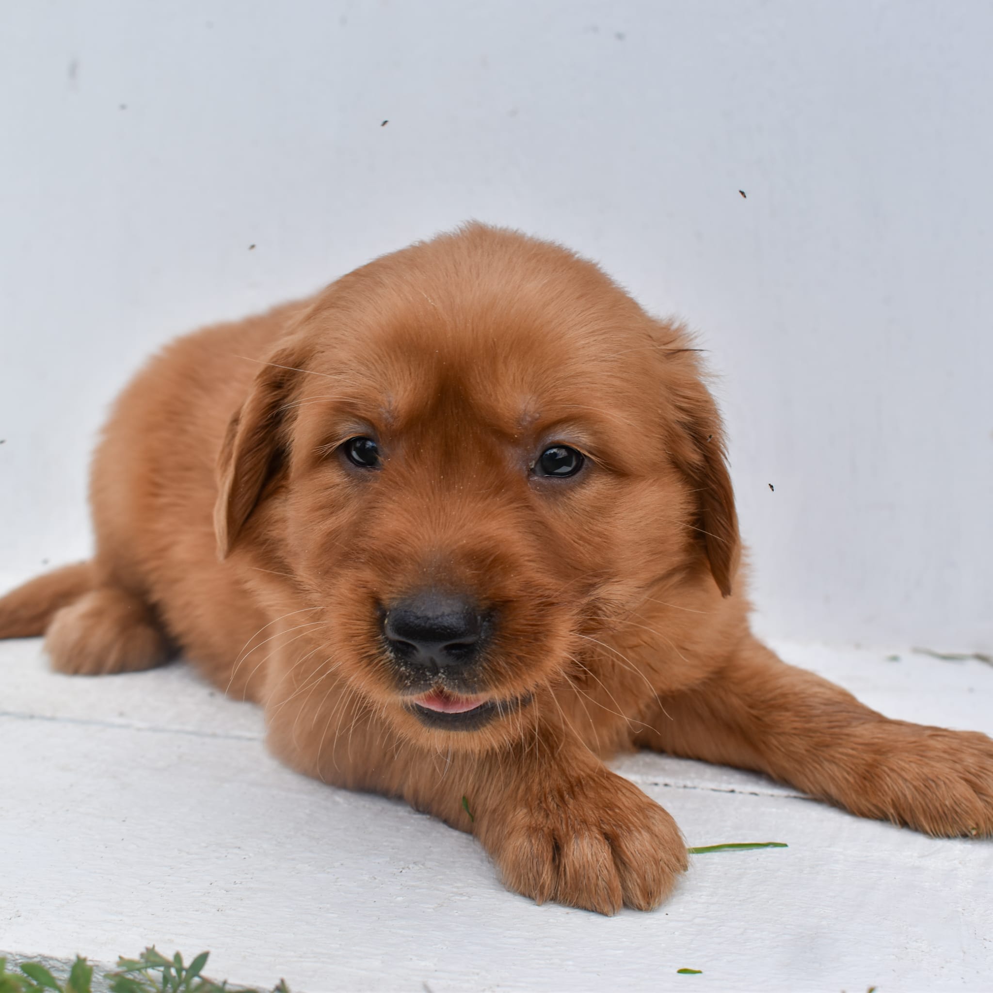 puppy