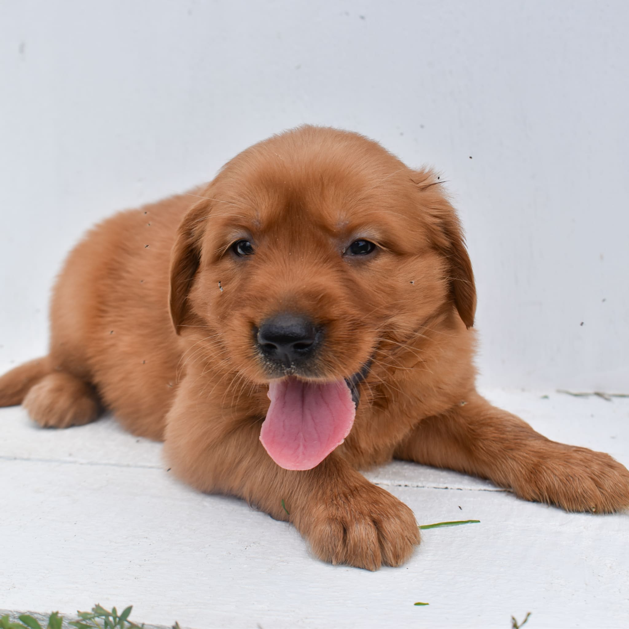 puppy