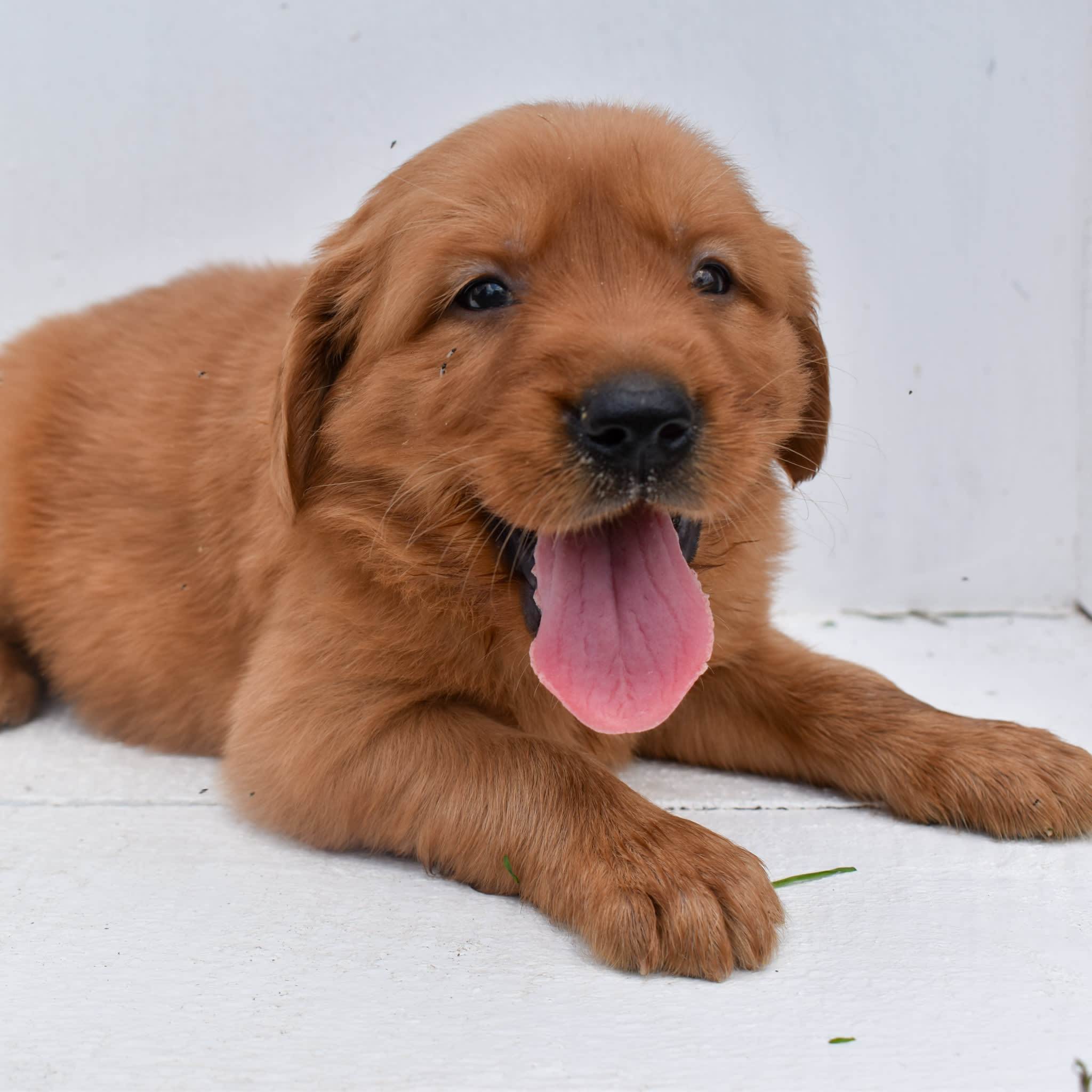 puppy
