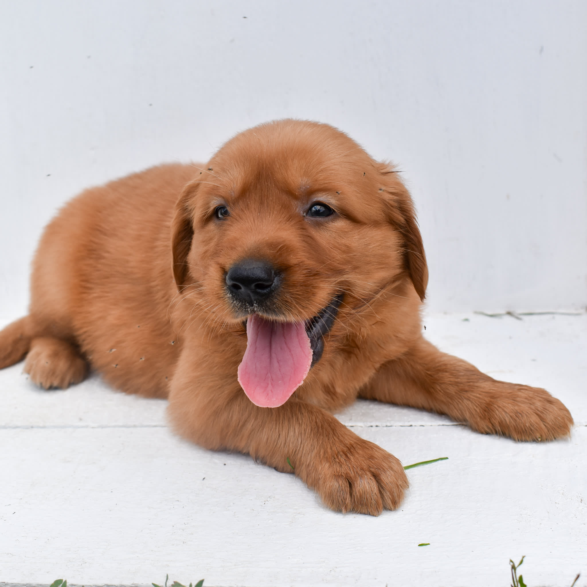 puppy