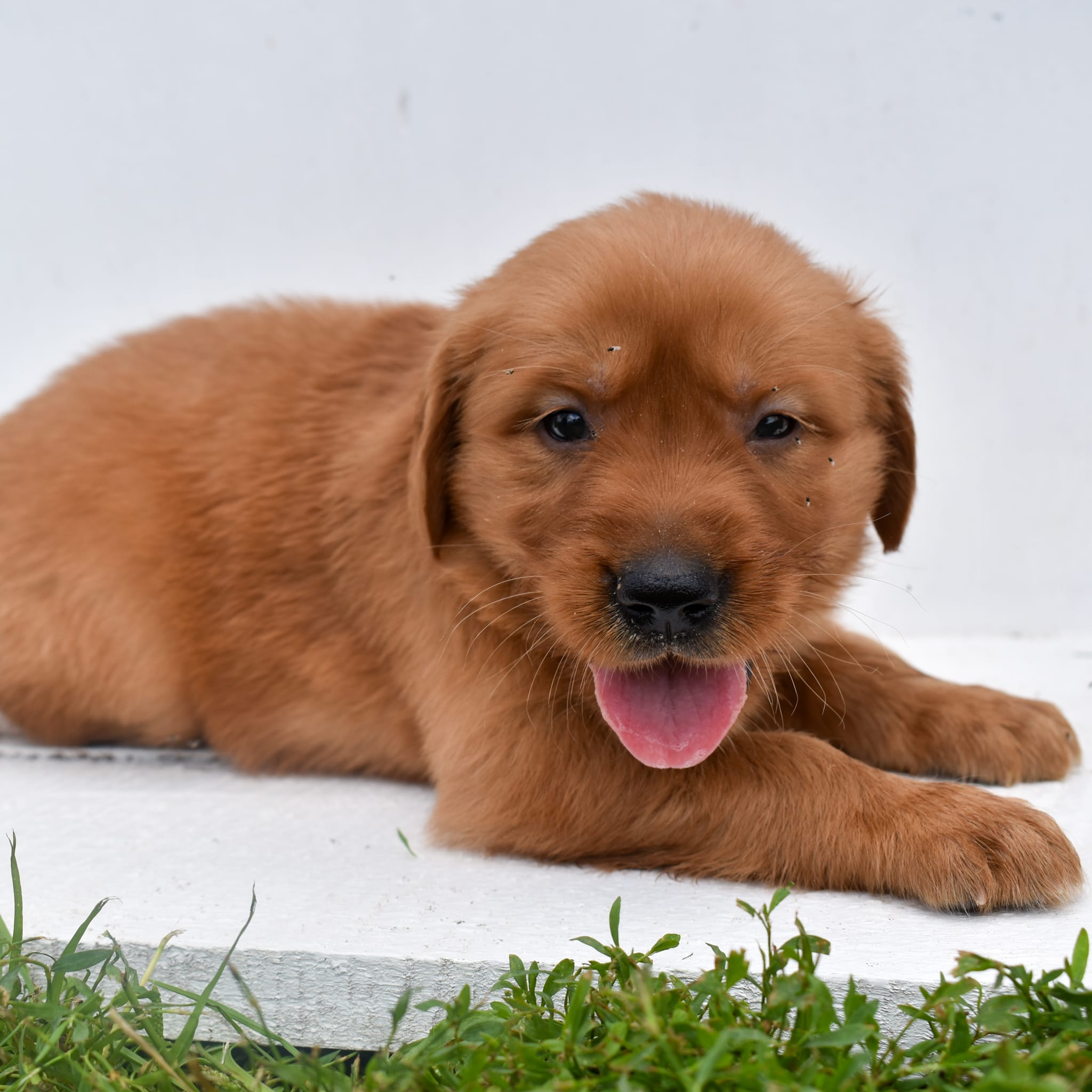 puppy