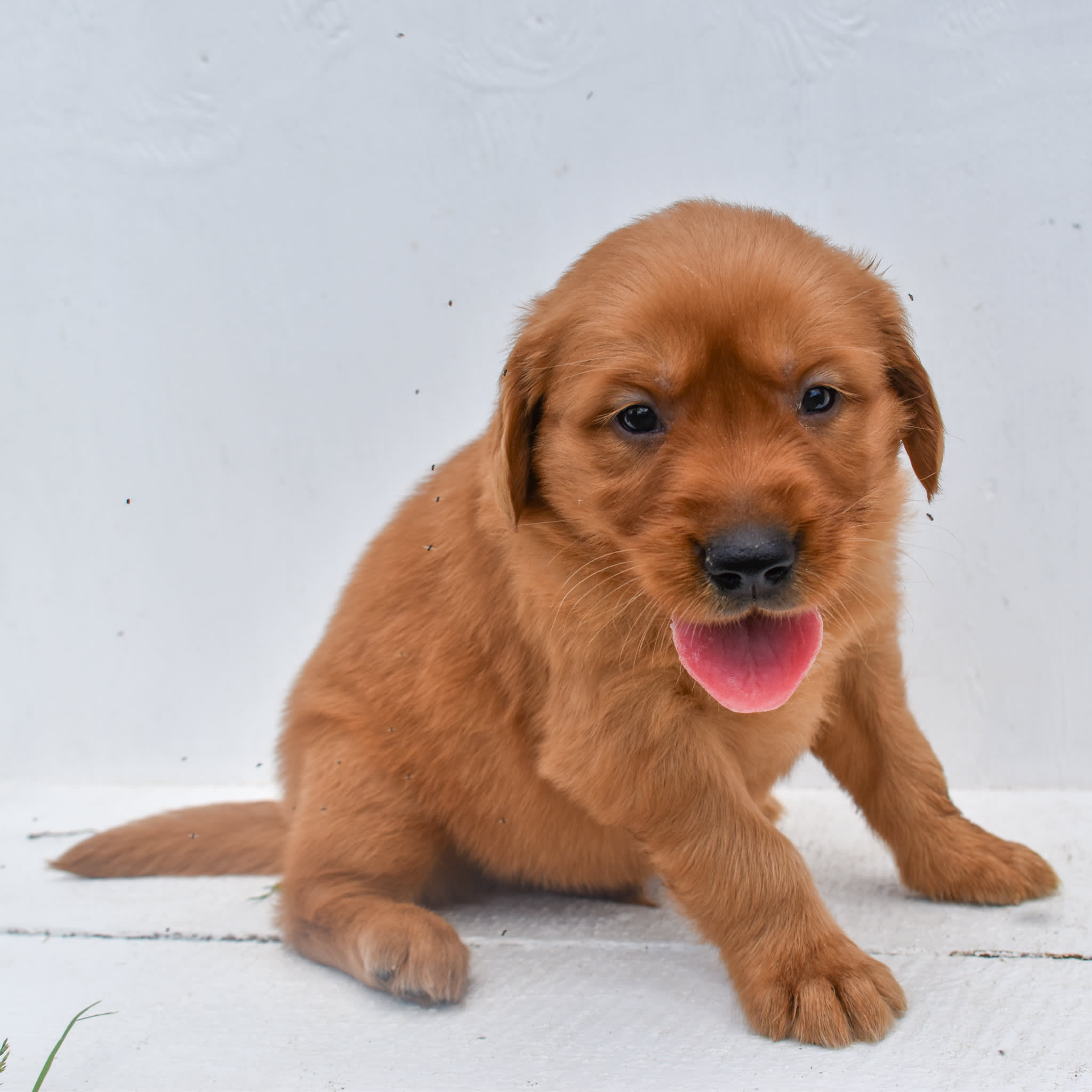 puppy