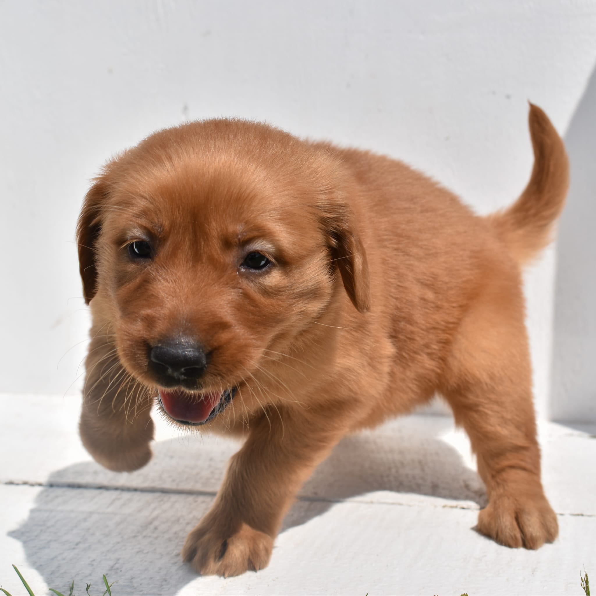 puppy