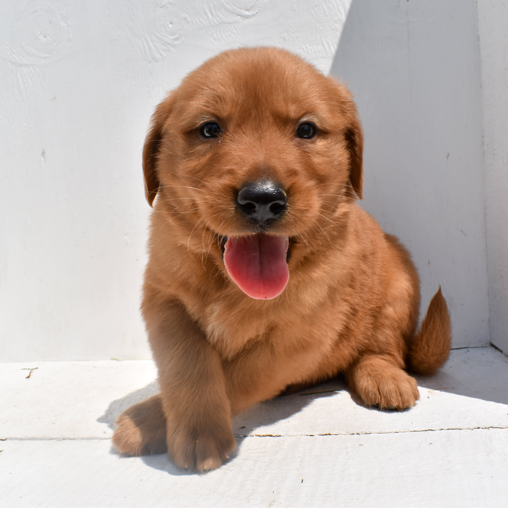 puppy