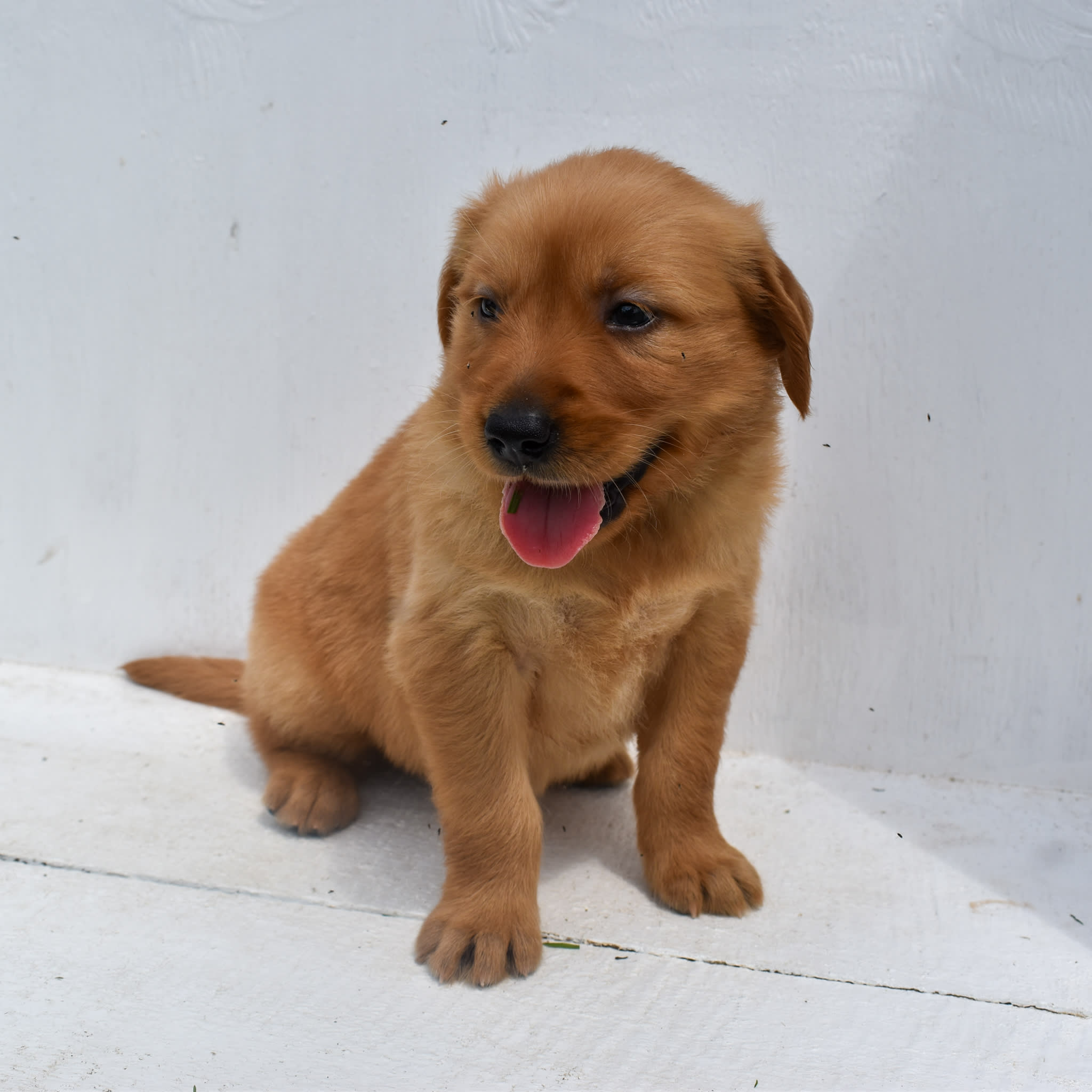 puppy