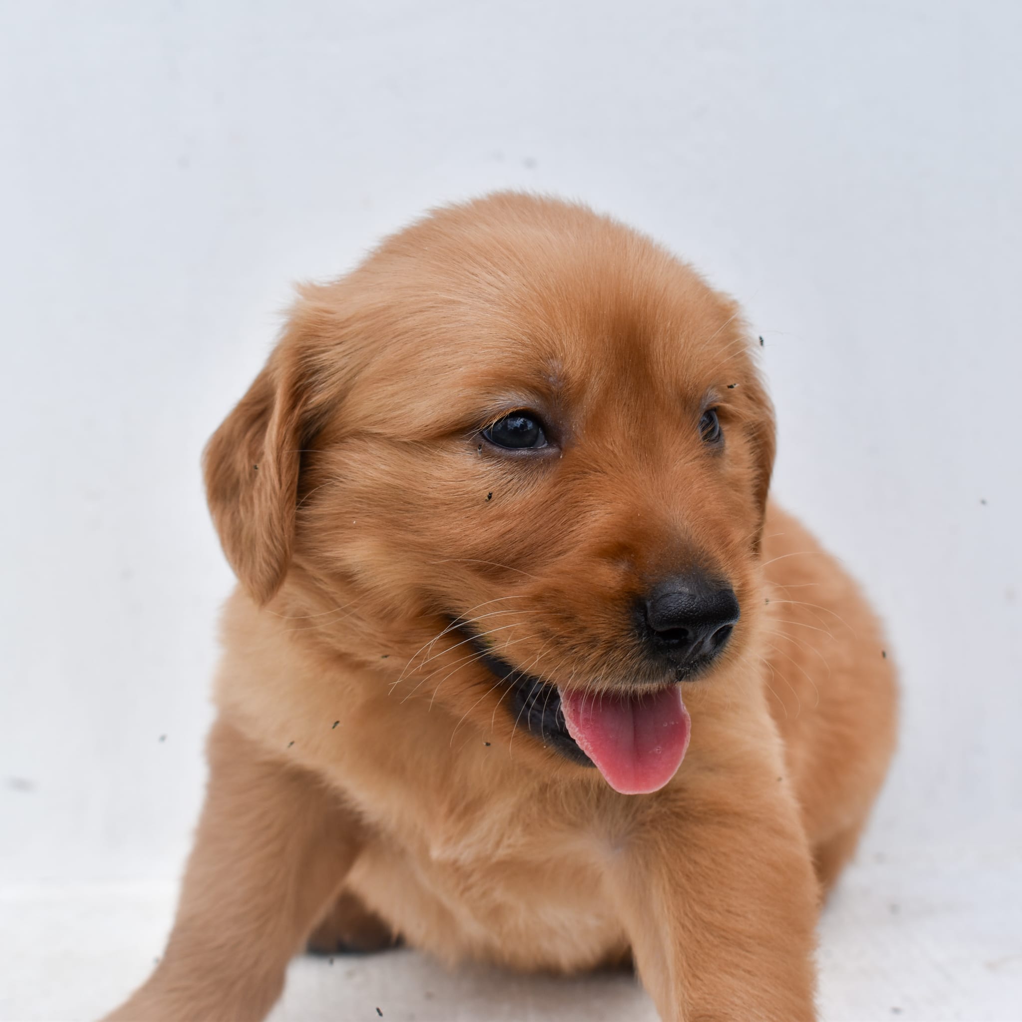 puppy