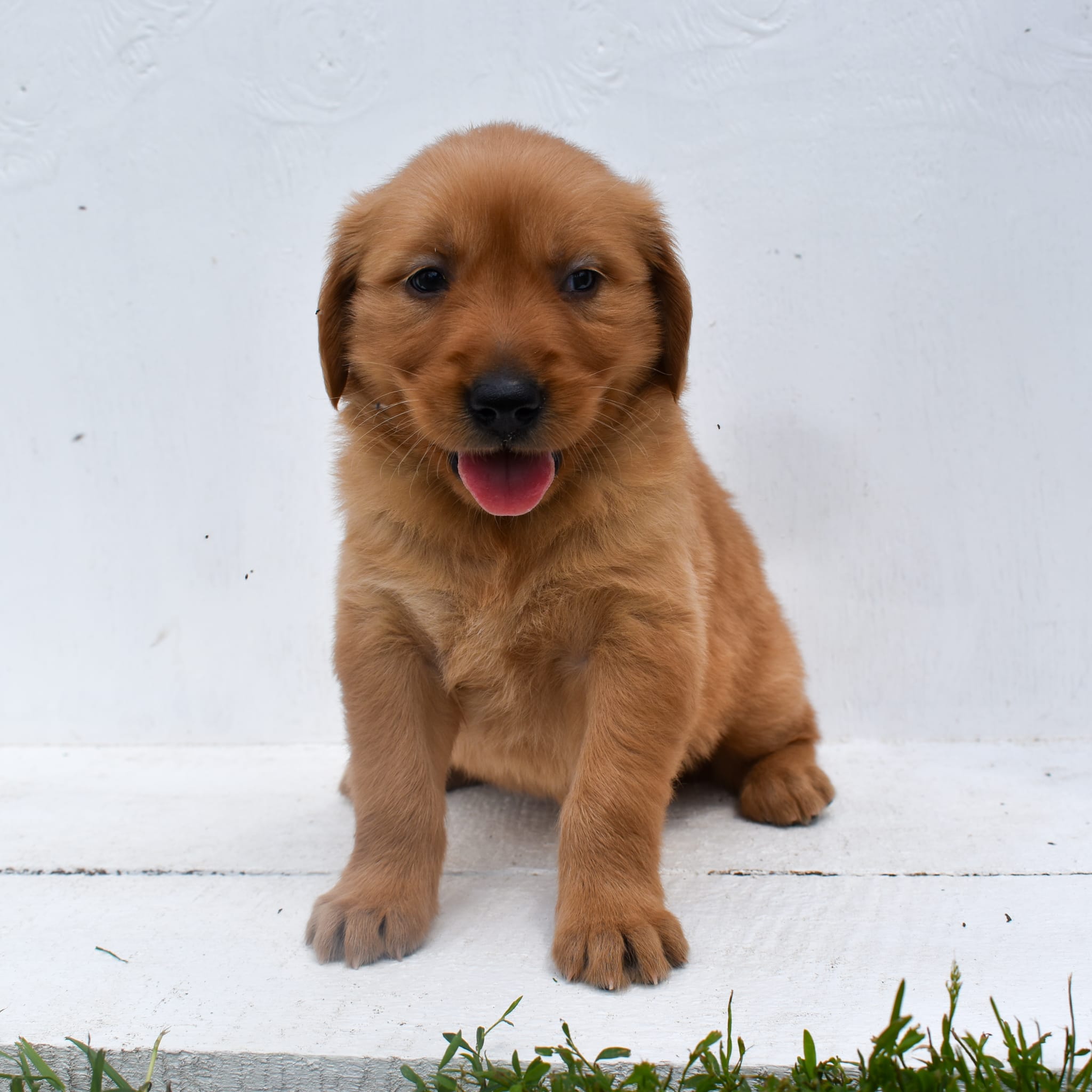 puppy