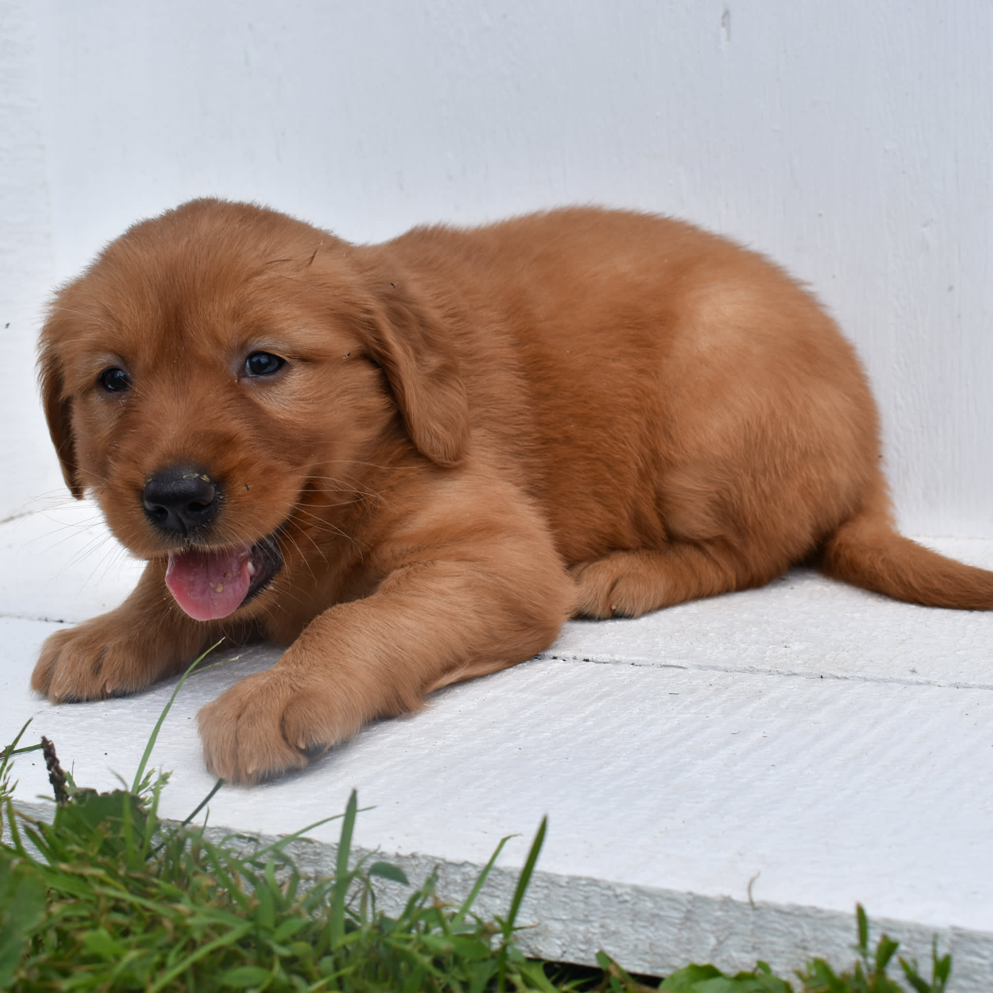 puppy